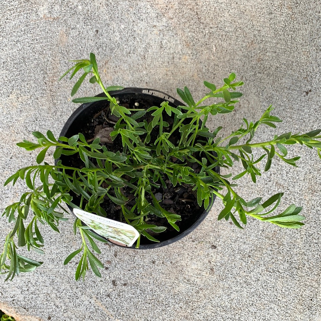 Myoporum Parvifolium Broad Leaf Form - Fast-Growing Ground Cover for Landscaping & Erosion Control