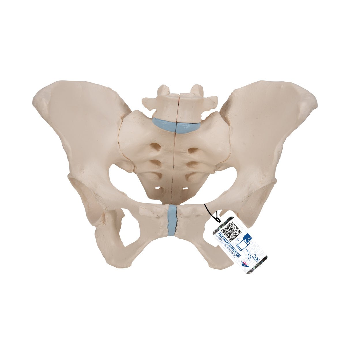 3-Part Female Pelvis Anatomy Model - Medical Teaching Tool for Students & Professionals | Ideal for Classroom, Lab & Study Use