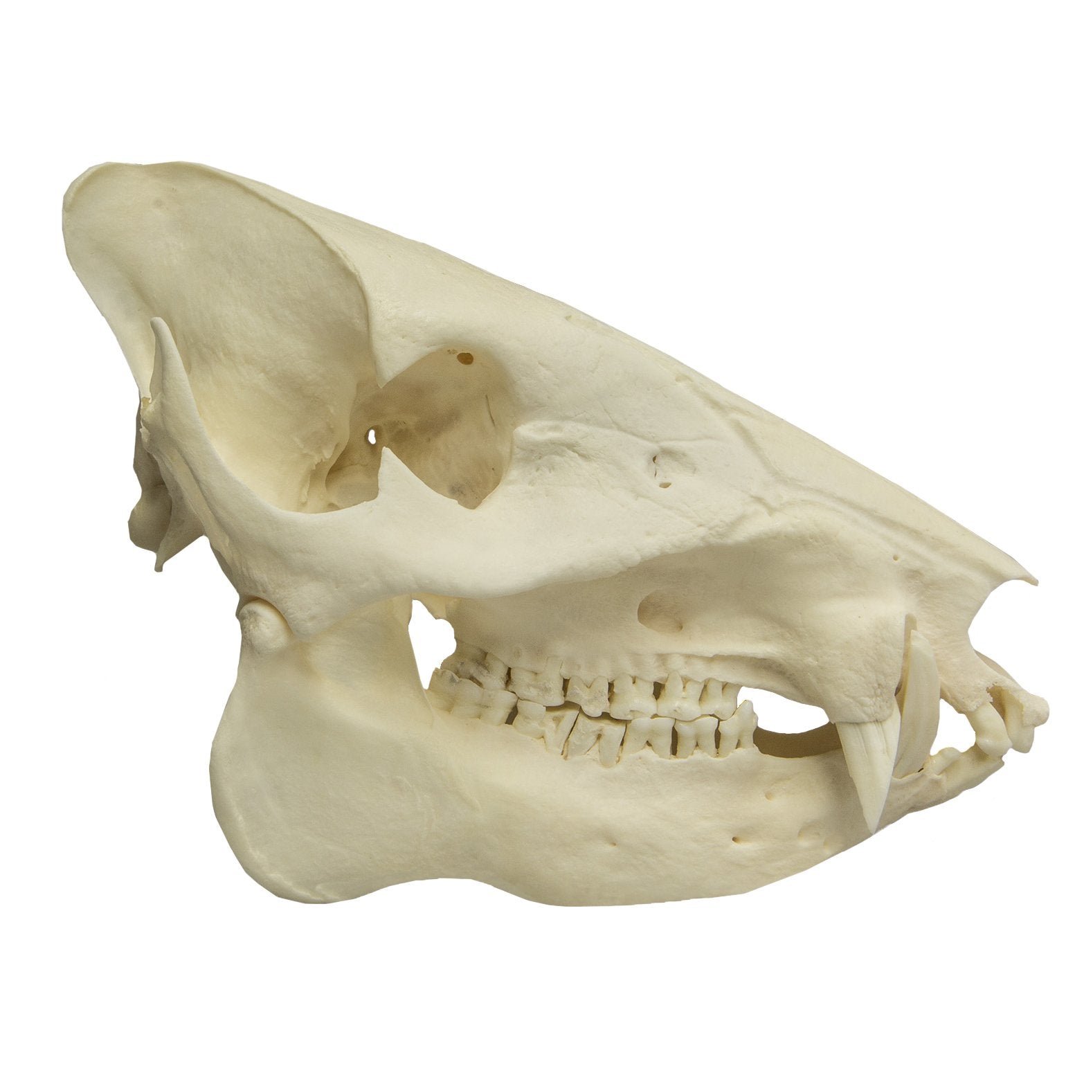 Authentic Peccary Skull - Real Animal Skull Specimen for Taxidermy, Oddities Collection, and Gothic Decor | Perfect for Halloween, Home Decor, and Educational Displays