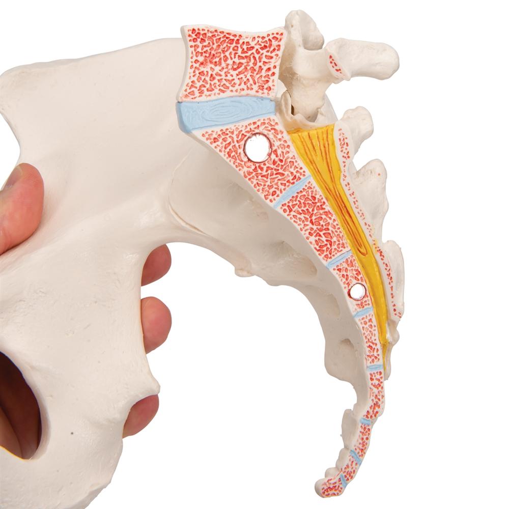 3-Part Female Pelvis Anatomy Model - Medical Teaching Tool for Students & Professionals | Ideal for Classroom, Lab & Study Use