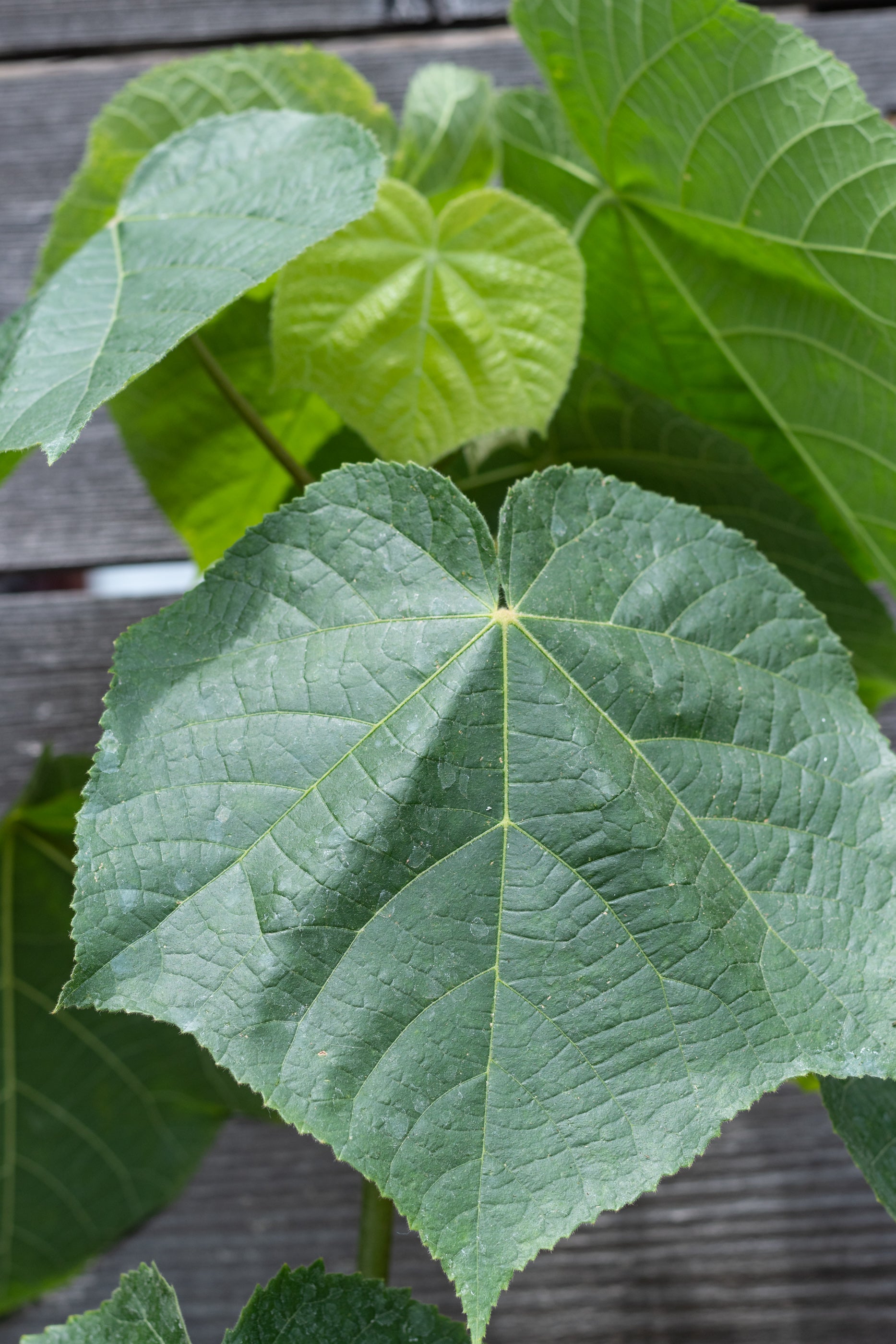 Dombeya 4 - Premium Home Decor & Gift Ideas for Living Room, Bedroom & Office | Perfect for Housewarming, Wedding & Birthday Presents