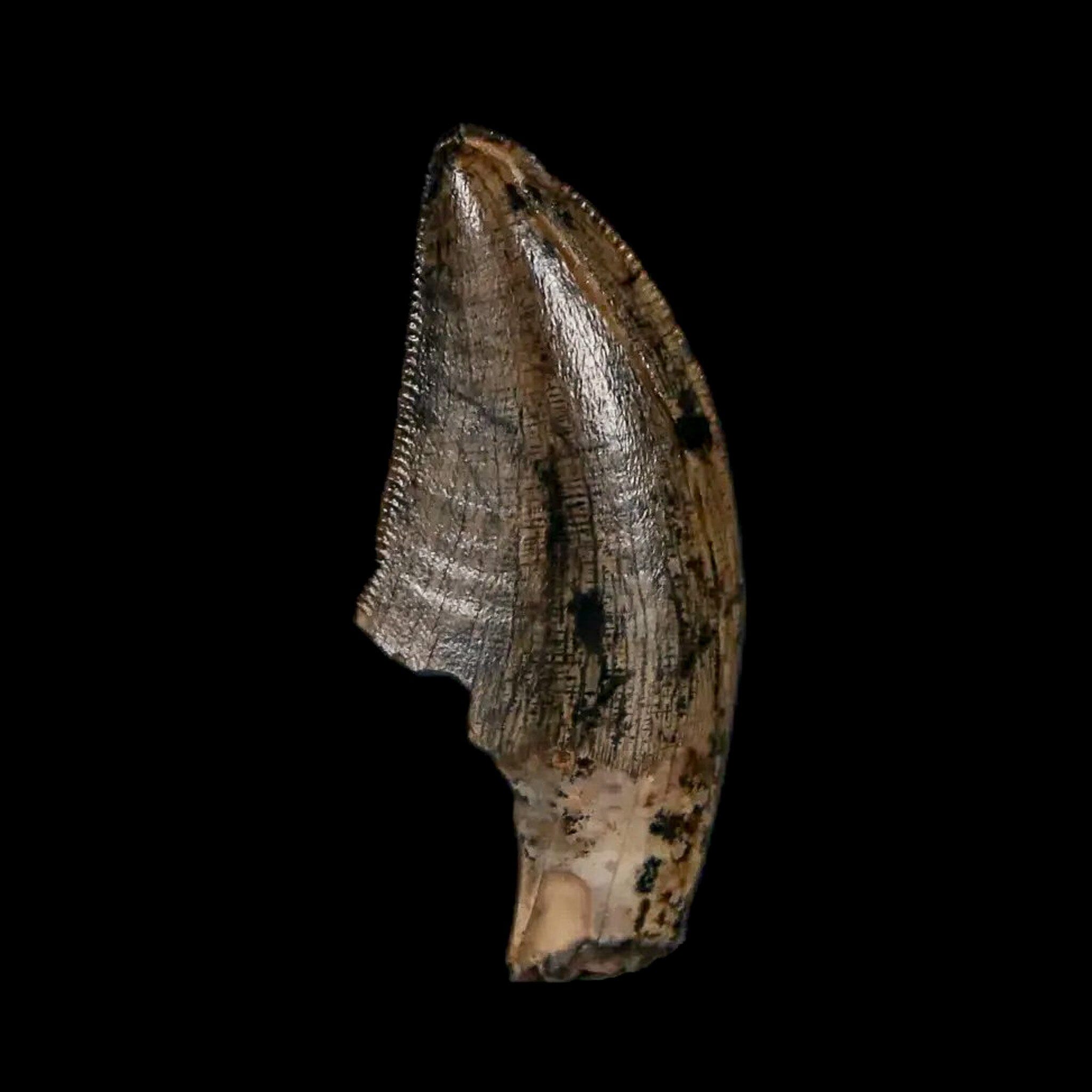 Authentic Tyrannosaur Serrated Fossil Tooth - Cretaceous Dinosaur Fossil from Judith River Formation with COA - Perfect for Paleontology Collections, Educational Displays & Dinosaur Enthusiasts