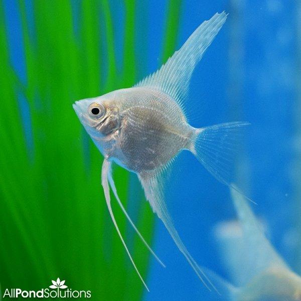 Platinum Angel Pterophyllum Scalare - Premium Freshwater Angelfish for Aquariums | Perfect for Home Fish Tanks, Aquascaping & Tropical Fish Collections