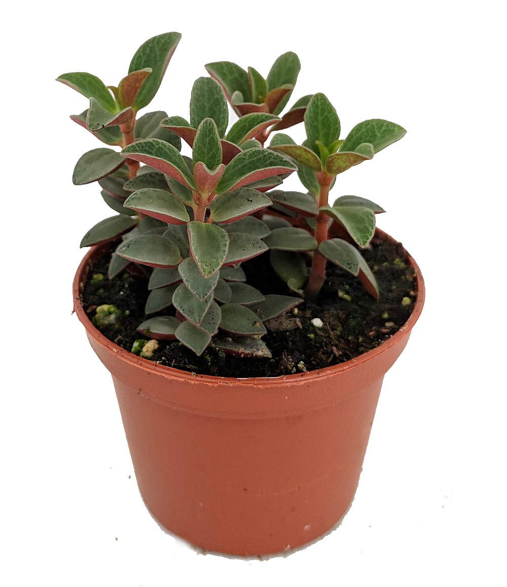 Red Trailing Peperomia Rubella Plant - 2.5 Inch Pot for Indoor Hanging Baskets, Shelves & Office Decor