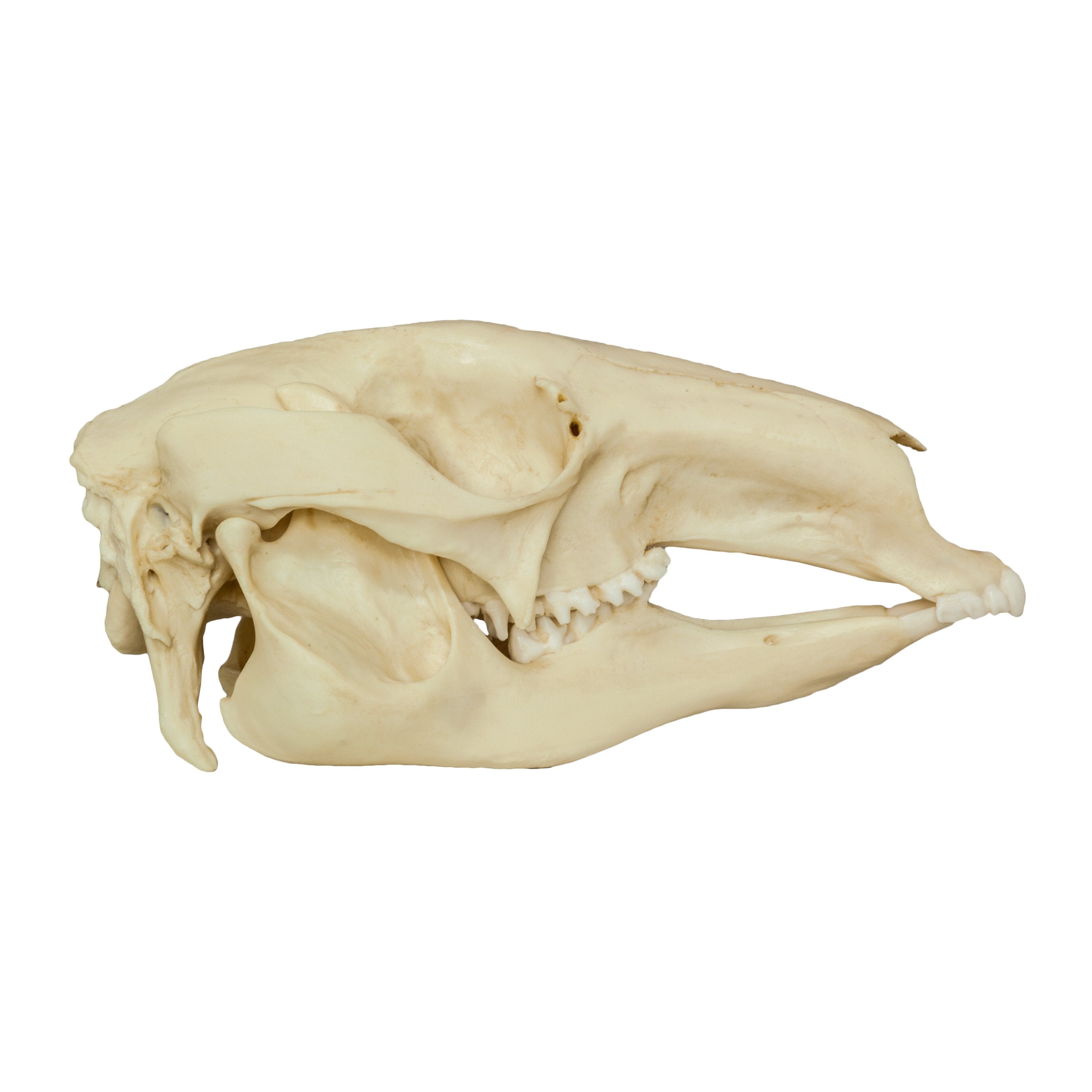 Authentic Replica Red Kangaroo Skull - Lifelike Animal Skull Model for Home Decor, Halloween Props, and Educational Displays