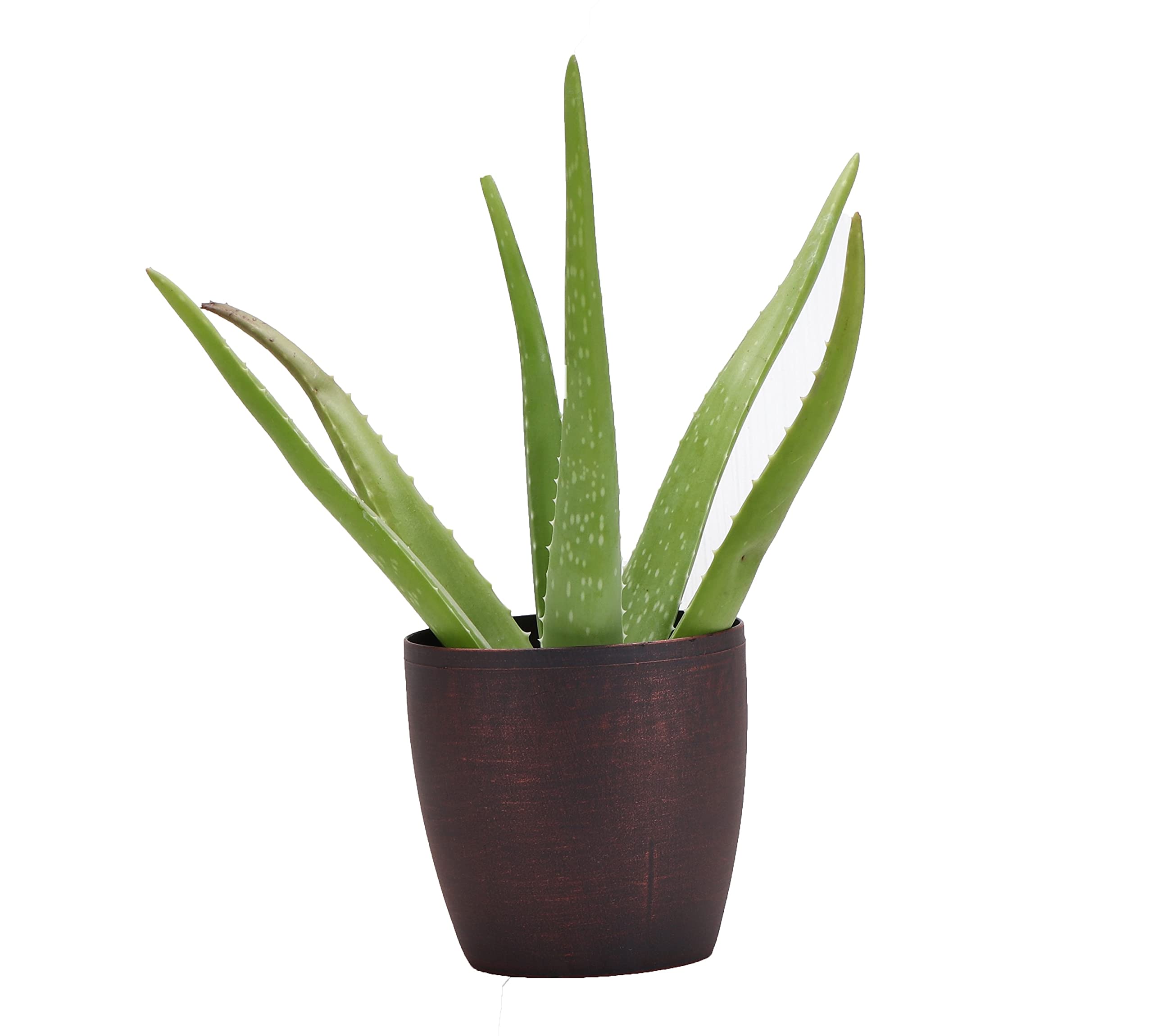 Thorsen's Live Aloe Vera Plant (Aloe barbadensis) - 4