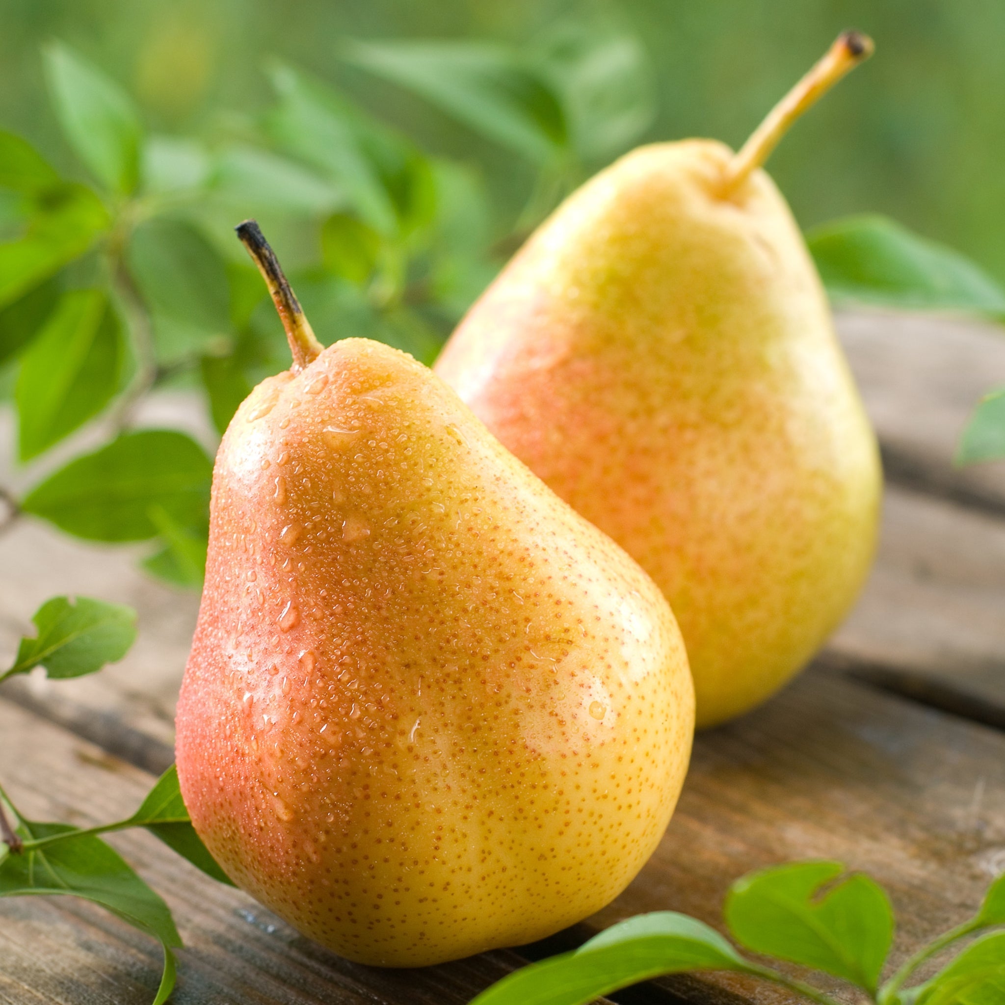 Pink Pear Ouette Fragrance Oil - Sweet Floral Scented Oil for Home Diffusers, Candles & DIY Beauty Products | Relaxing Aromatherapy & Room Freshener