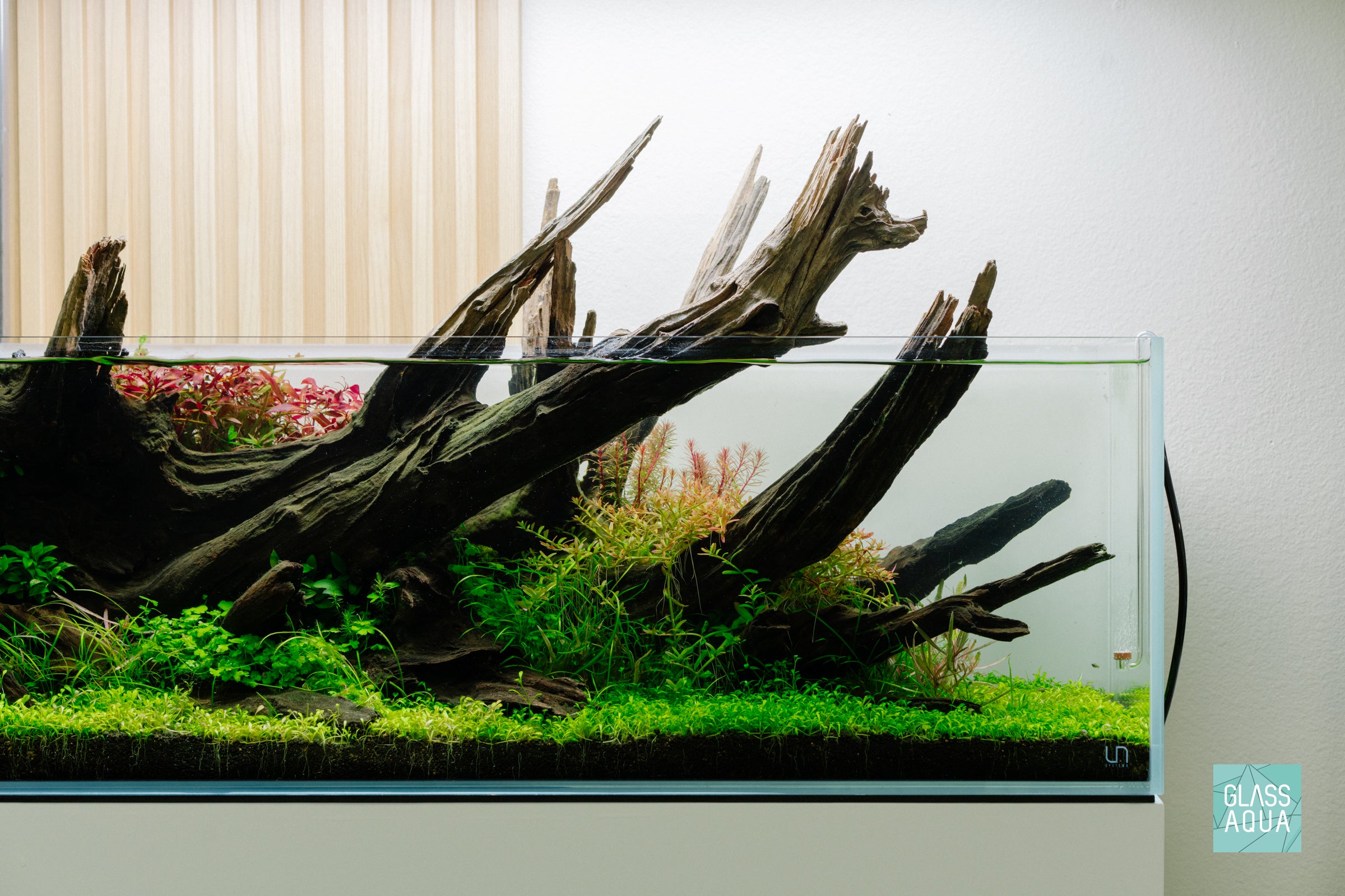 Glossostigma Elatinoides - Premium Aquatic Carpet Plant for Freshwater Aquariums | Perfect for Foreground Planting, Aquascaping, and Nano Tanks