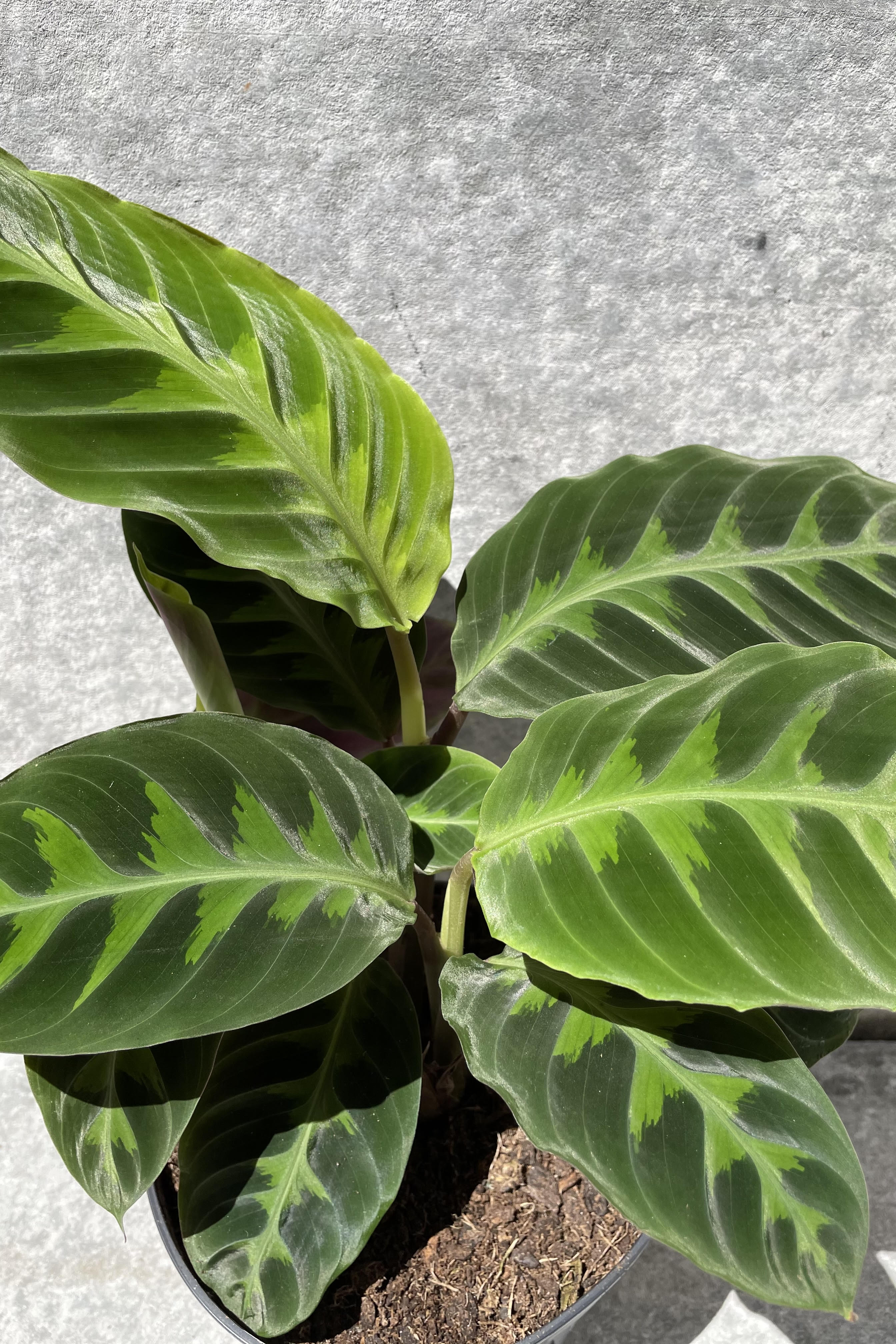 Calathea Warscewiczii Jungle Velvet Live Plant - 6 Inch Indoor Houseplant for Home & Office Decor | Perfect for Low Light Spaces, Living Rooms, and Bathrooms