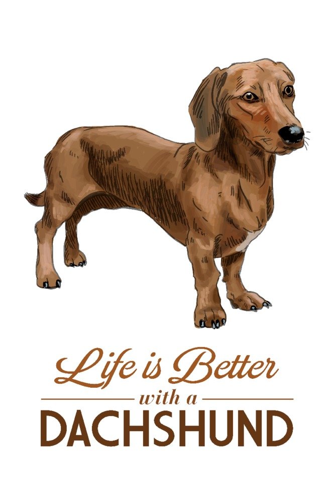 Signed Dachshund Brown 'Life is Better' Art Print - 24x36 Wall Decor Poster for Living Room, Bedroom & Office - White Background Master Artwork 85904
