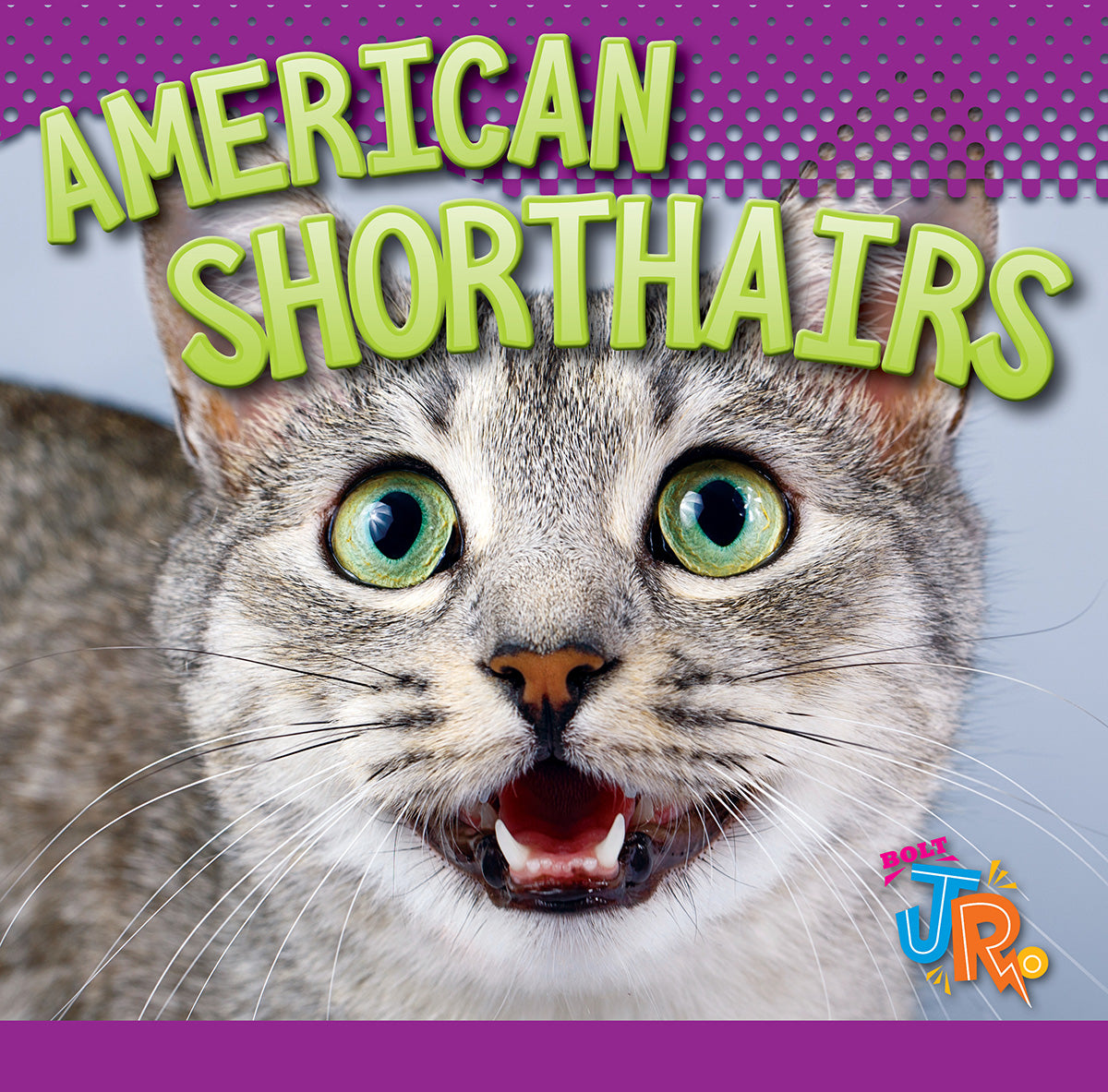 American Shorthair Cats - Adorable Domestic Shorthair Kittens for Sale | Perfect Family Pets & Companion Animals for Home