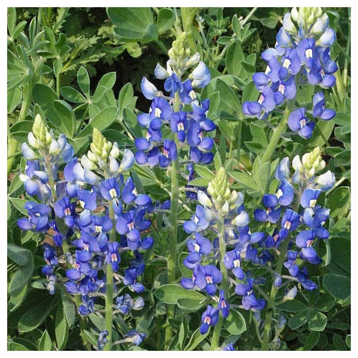 Everwilde Farms - 50 Texas Bluebonnet Native Wildflower Seeds - Gold Vault Jumbo Seed Packet for Garden, Landscaping & Pollinator-Friendly Planting