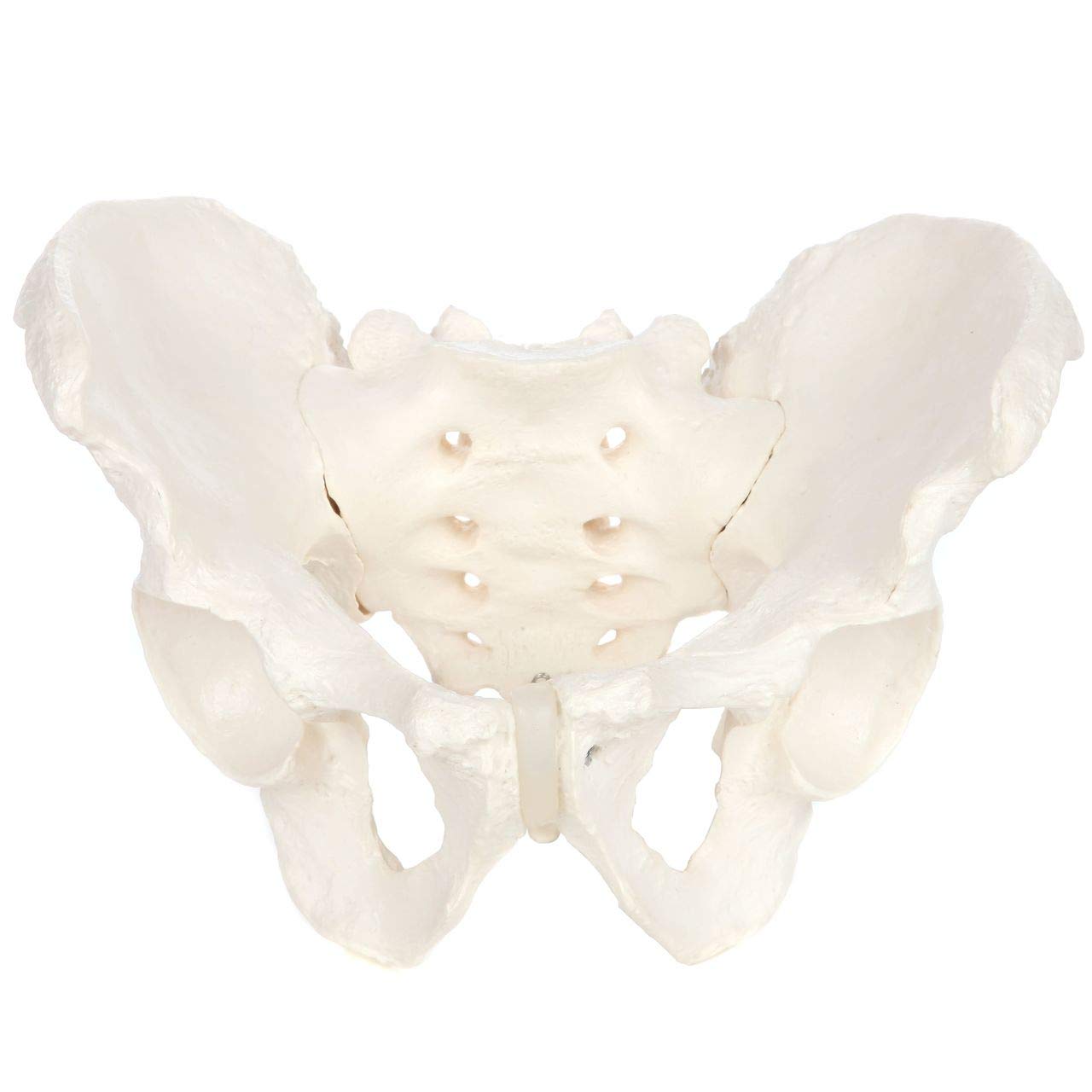 Axis Scientific Human Skeletal Pelvis Anatomy Model Set - 2 Piece Male & Female Pelvic Bones for Medical Education, Physical Therapy Training, and Anatomy Study | Perfect for Classrooms, Labs, and Healthcare Professionals