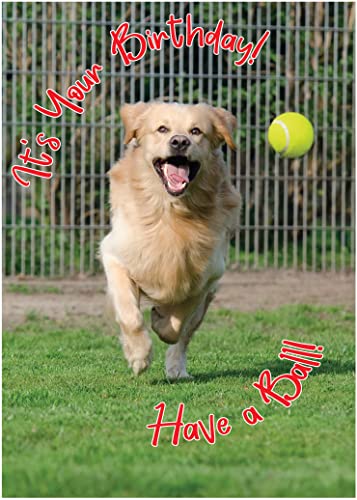 Ball Retriever
