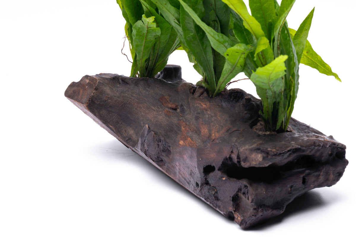 Microsorum Pteropus Java Fern on Driftwood - Perfect for Aquascaping & Natural Fish Tank Decor