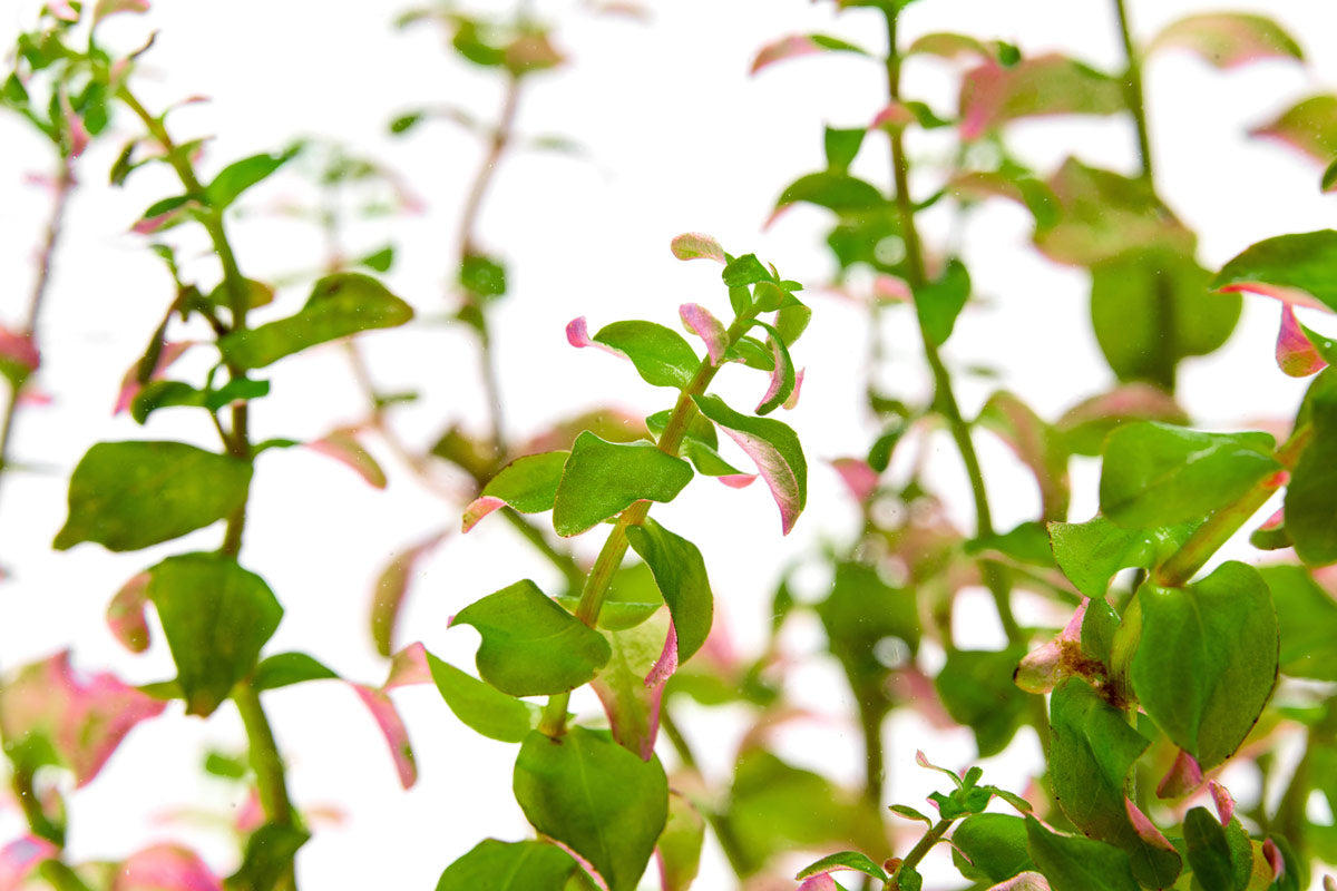 Rotala Sp. Pearl - Live Aquarium Plants for Freshwater Fish Tanks | Perfect for Aquascaping, Nano Tanks & Shrimp Habitats