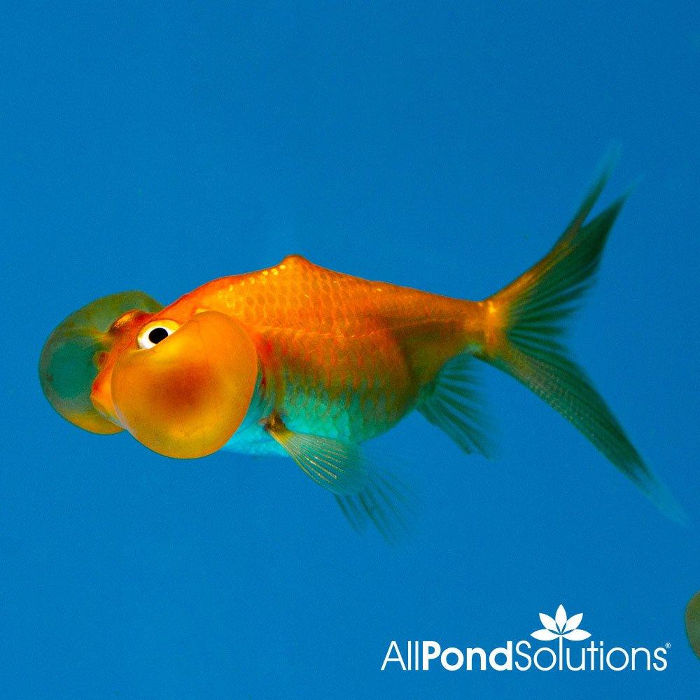 Bubble Eye Goldfish (Carassius auratus) - Unique Pet Fish for Aquariums & Home Decor | Perfect for Fish Tanks, Ponds & Aquatic Displays