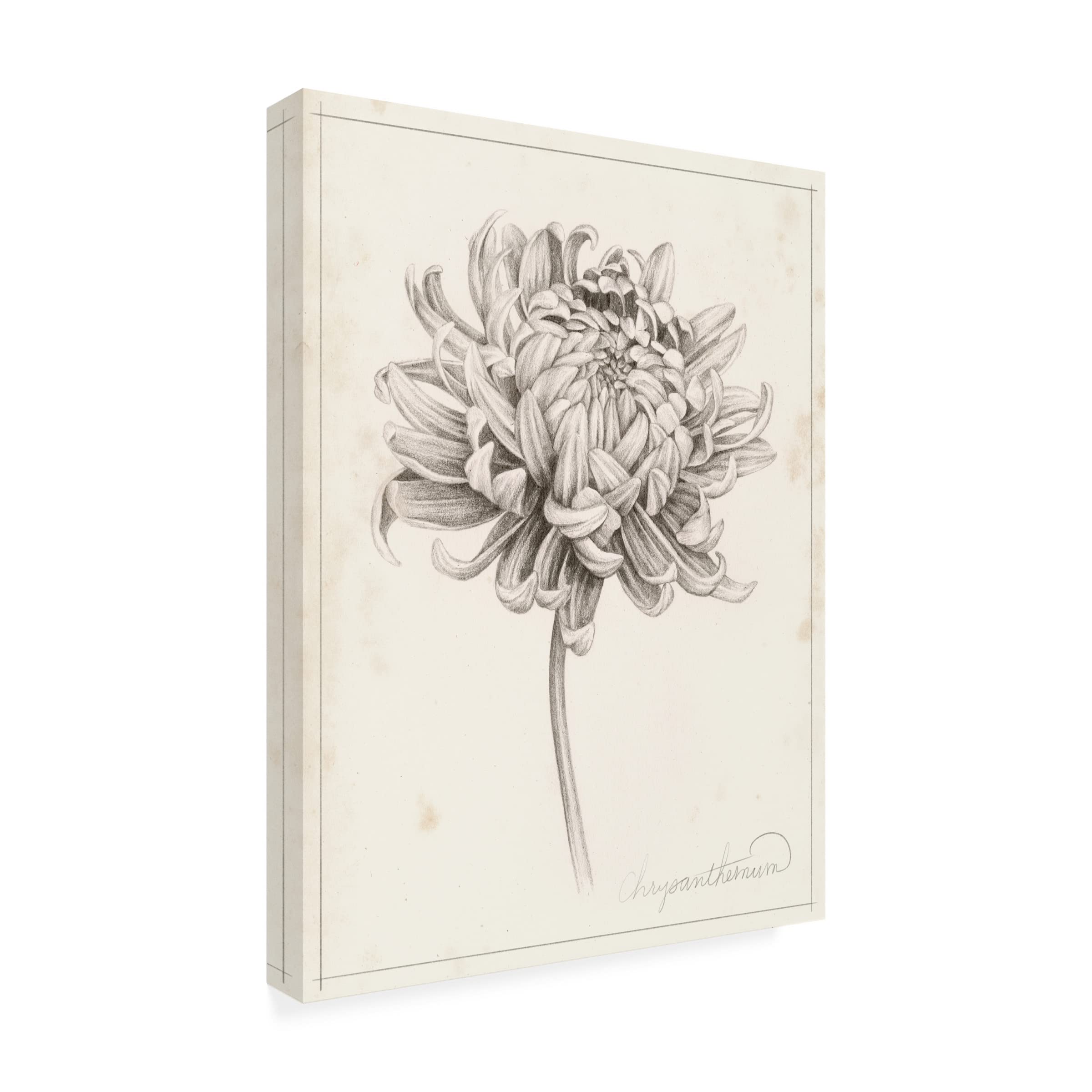 Grace Popp 'Graphite Chrysanthemum Study I' Canvas Wall Art Print - Elegant Floral Home Decor for Living Room, Bedroom & Office