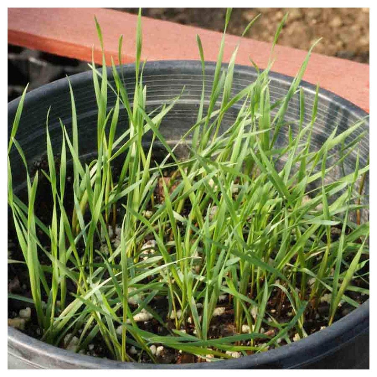 500 Canada Wild Rye Native Grass Seeds - Everwilde Farms Gold Vault Jumbo Seed Packet for Landscaping, Erosion Control & Wildlife Habitat