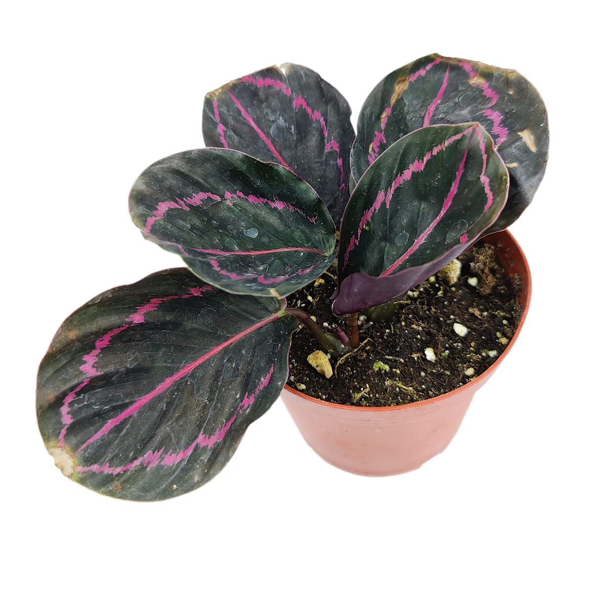 Calathea Dottie Live Plant - 4