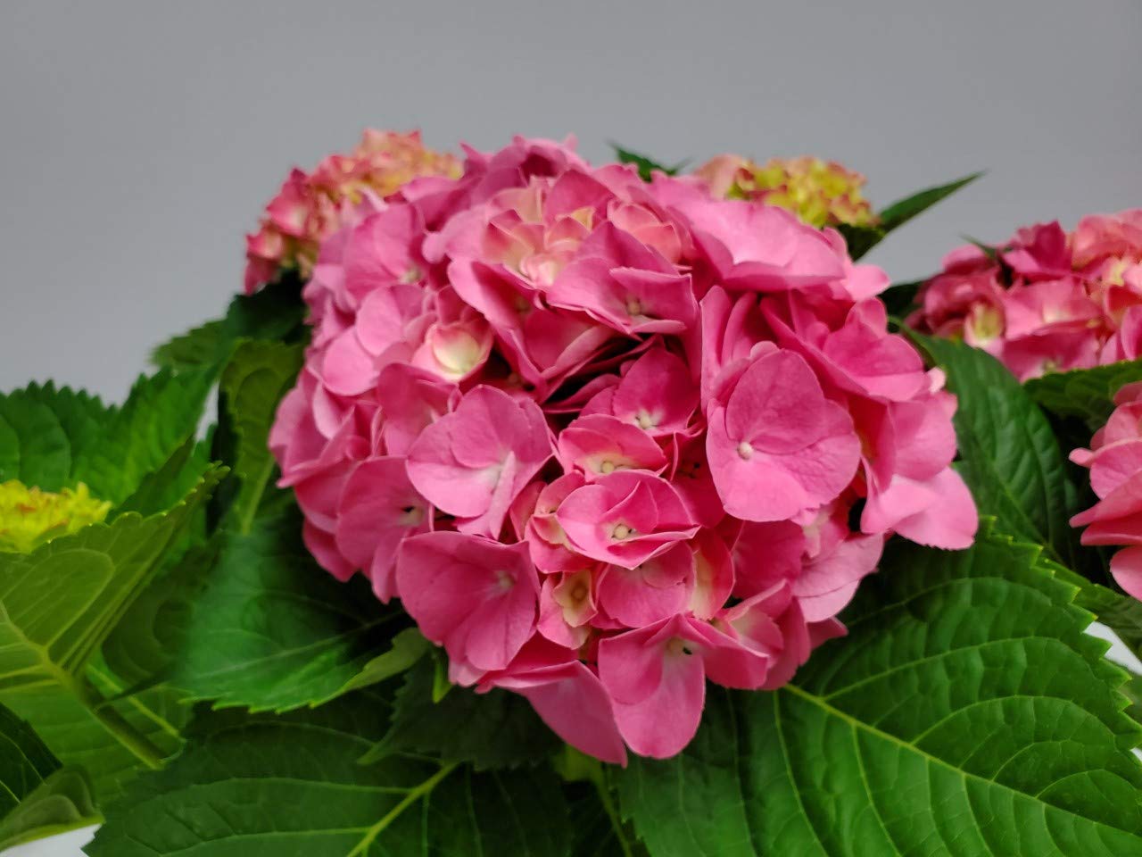 Pink Merritt Supreme Hydrangea Live Plant - 20-24 Inch Tall Tropical Florida Hydrangea for Garden, Landscaping & Home Decor