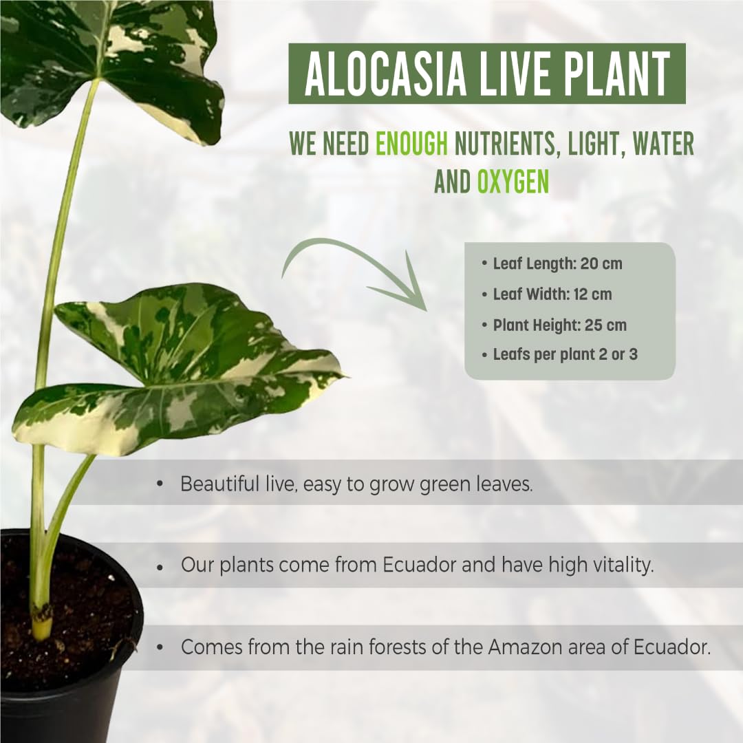 Variegated Alocasia Macrorrhiza Elephant Ear Live Plant - Rare Tropical Indoor Houseplant from Ecuador | Perfect for Home Decor, Office Spaces & Plant Collections | Low Maintenance & Air Purifying