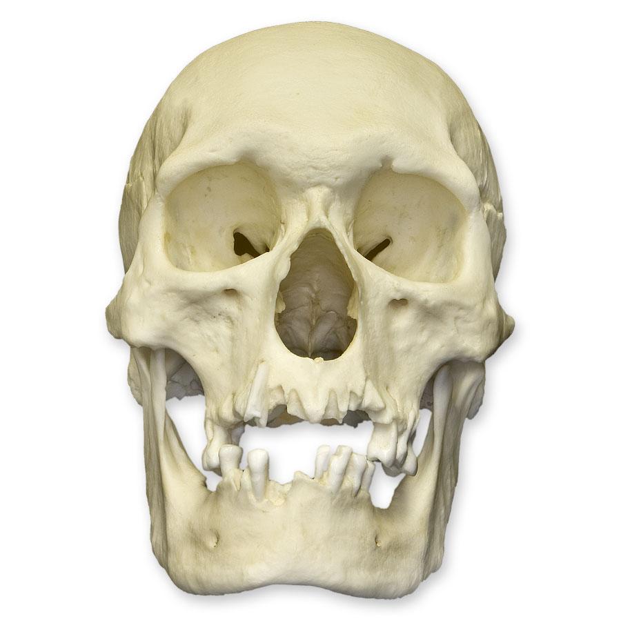 Authentic Polynesian Male Human Skull Replica - Perfect for Halloween Decor, Anthropology Studies, and Collectors Display