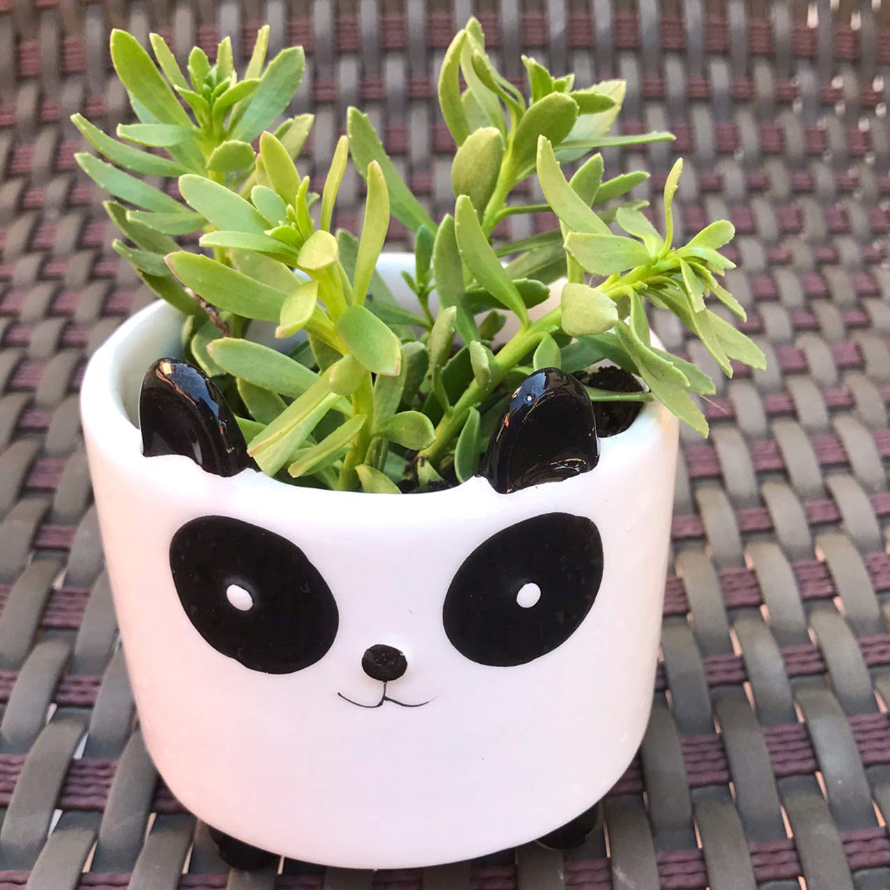 Ceramic Succulent Planter - Cute Panda Mini Indoor Plant Pot for Home, Office & Garden Decor | Perfect for Desk, Shelf & Windowsill Display