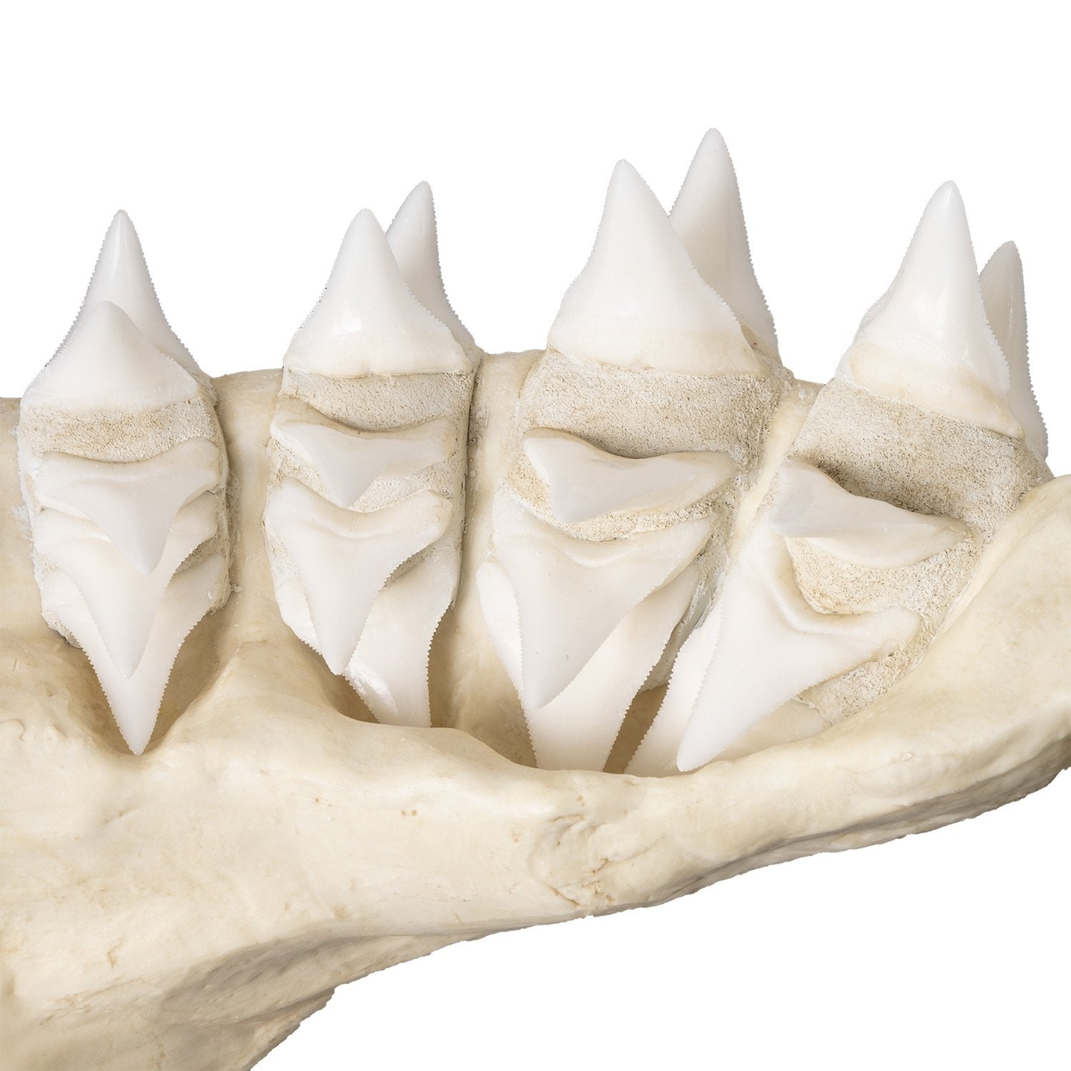 Authentic Replica Great White Shark Jaw - Lifelike Shark Teeth Display for Home Decor, Classroom Education & Marine Biology Enthusiasts