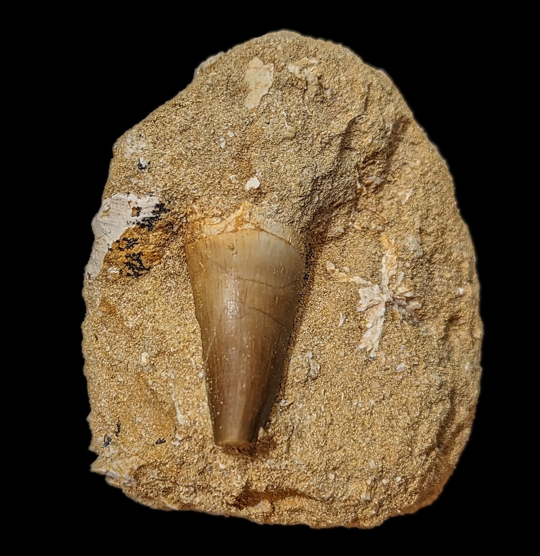 Authentic Mosasaur Tooth Fossil in Natural Matrix - Prehistoric Marine Reptile Specimen for Collectors, Education & Home Decor