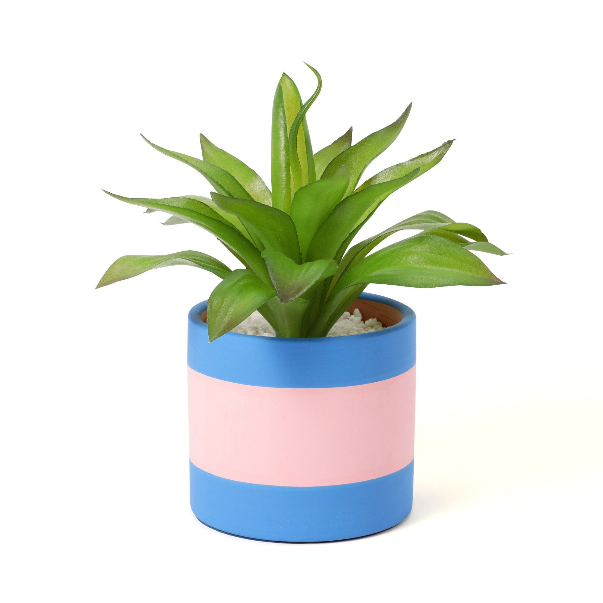 Art Green & Pot Agave - Premium Succulent Plant for Home Decor, Office Desk, and Garden Landscaping