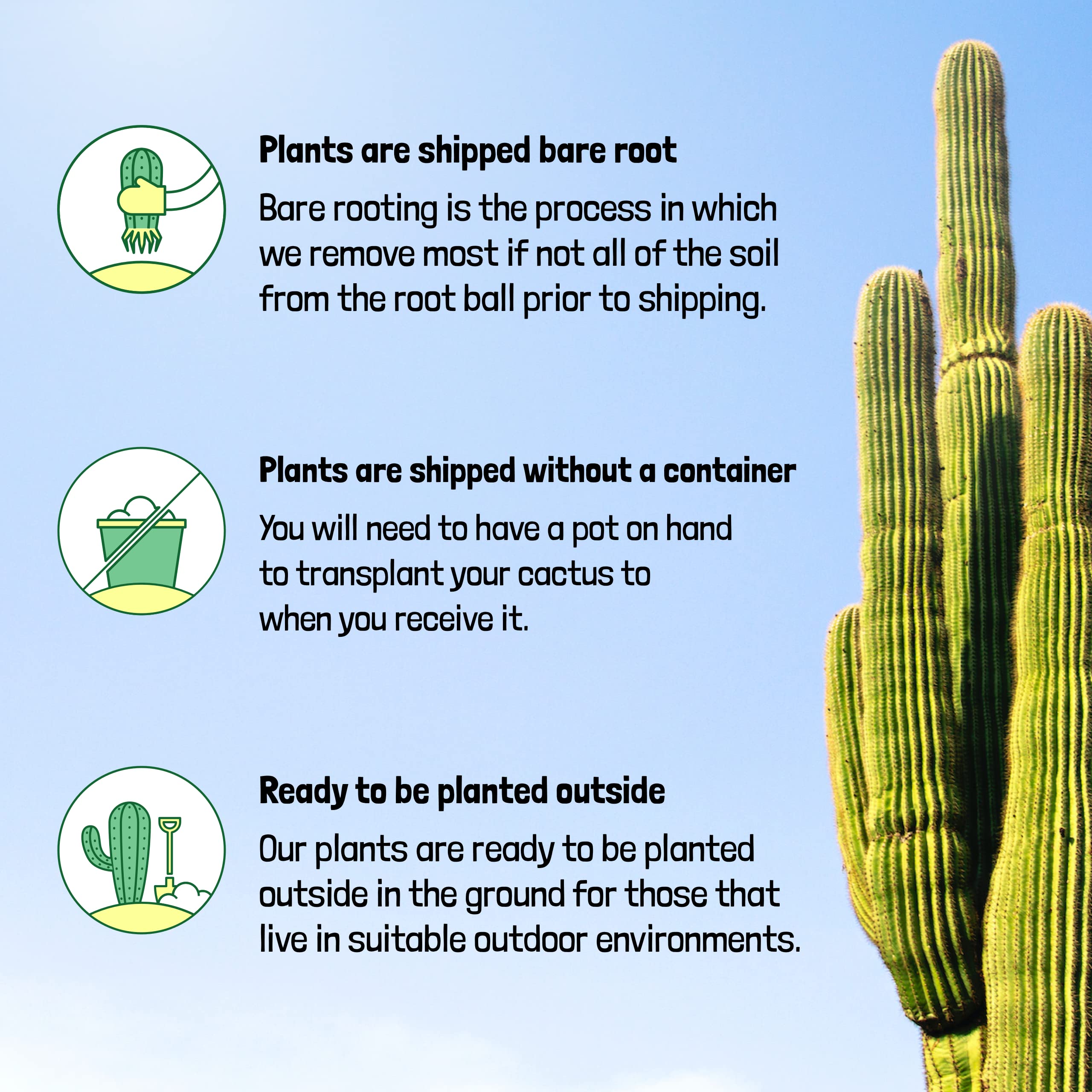 Live Cactus Plants for Sale - Indoor & Outdoor Succulent Plants, Silver Torch Cactus | Perfect for Home Decor, Office Desk & Garden Landscaping