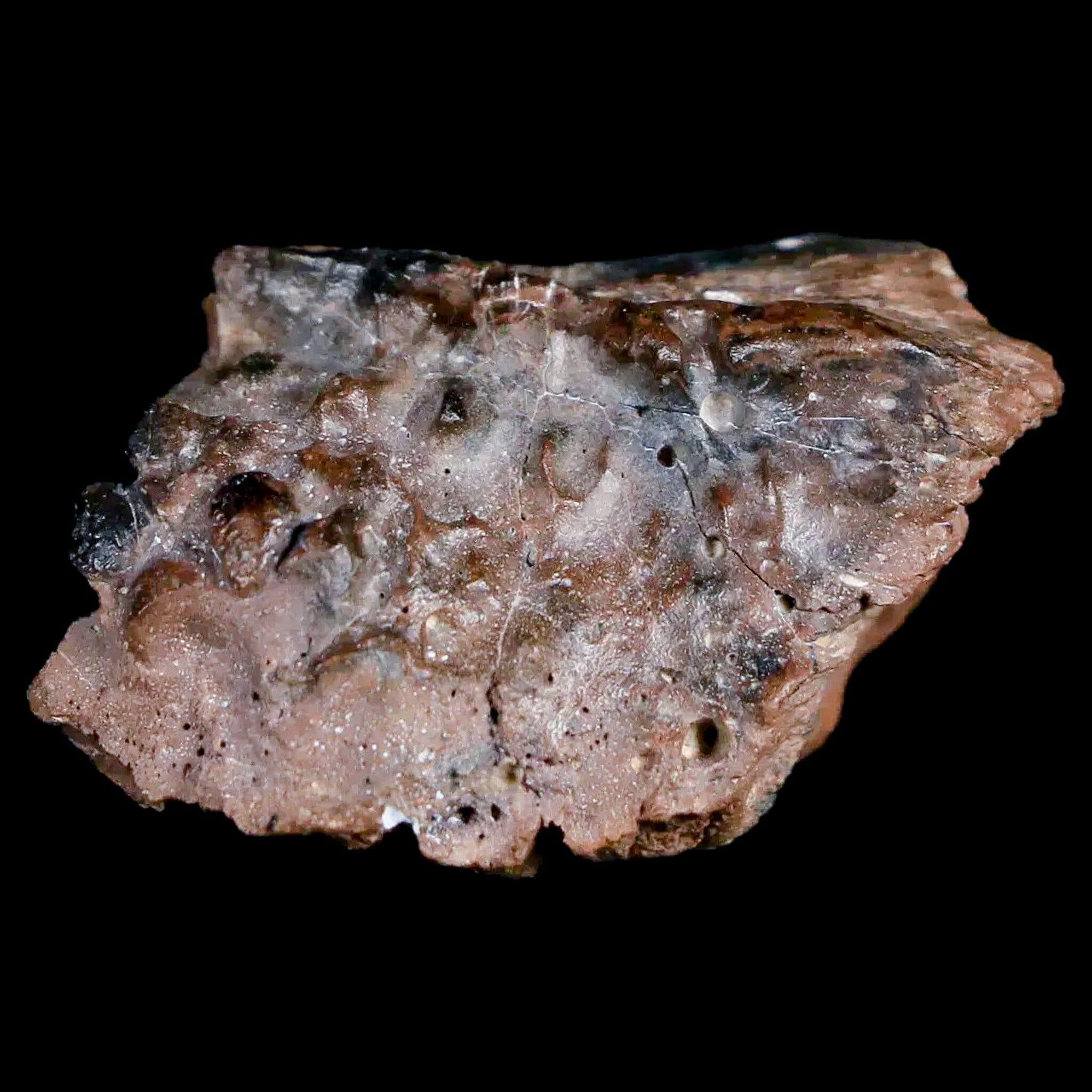 Authentic Pachycephalosaurus Fossil Skull with Knobs - Lance Creek Formation Cretaceous Dinosaur Fossil from Wyoming - Includes COA - Perfect for Paleontology Enthusiasts, Museum Displays & Dinosaur Fossil Collections