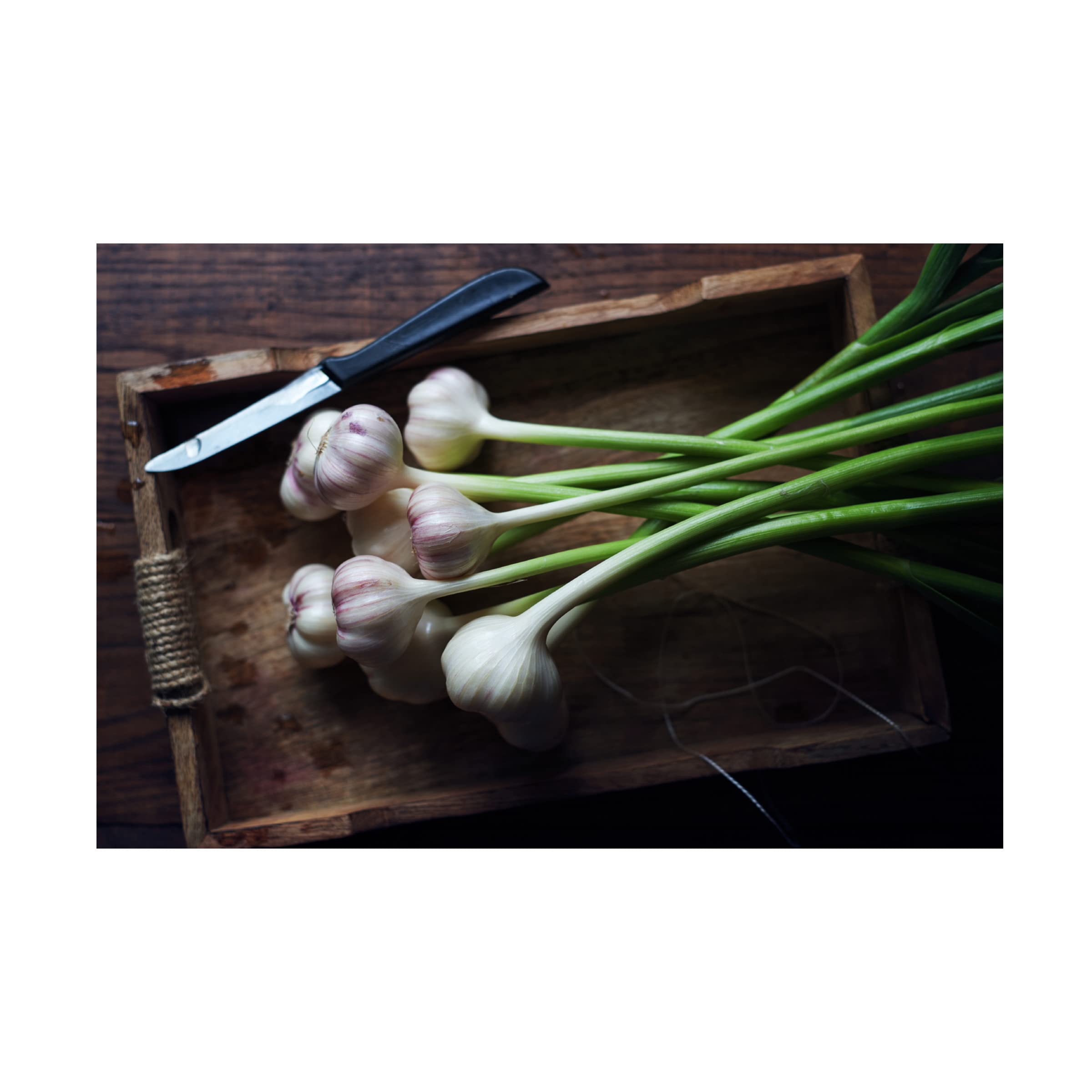 Trademark Fine Art 'Garlic' Canvas Wall Art Print by Aleksandrova Karina - Modern Kitchen Decor for Home & Restaurant