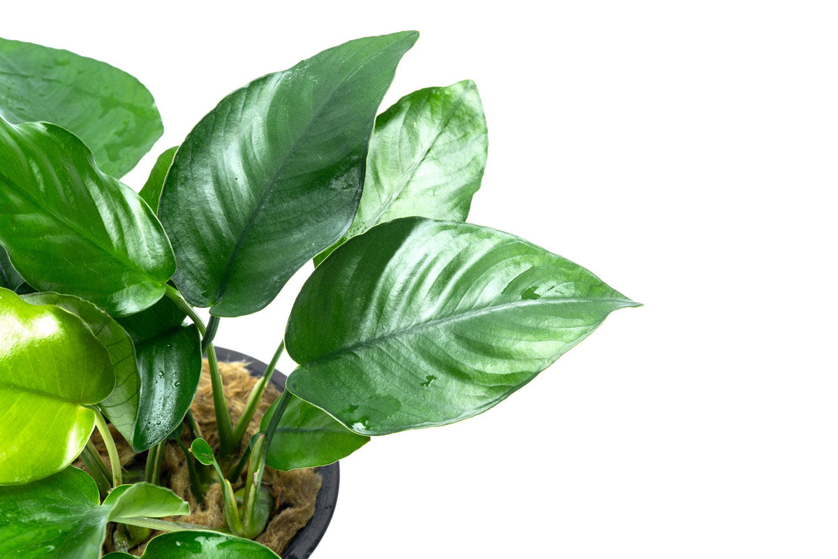 Anubias Nana Mother Plant - Live Aquarium Plant for Fish Tanks, Aquascaping & Freshwater Aquariums