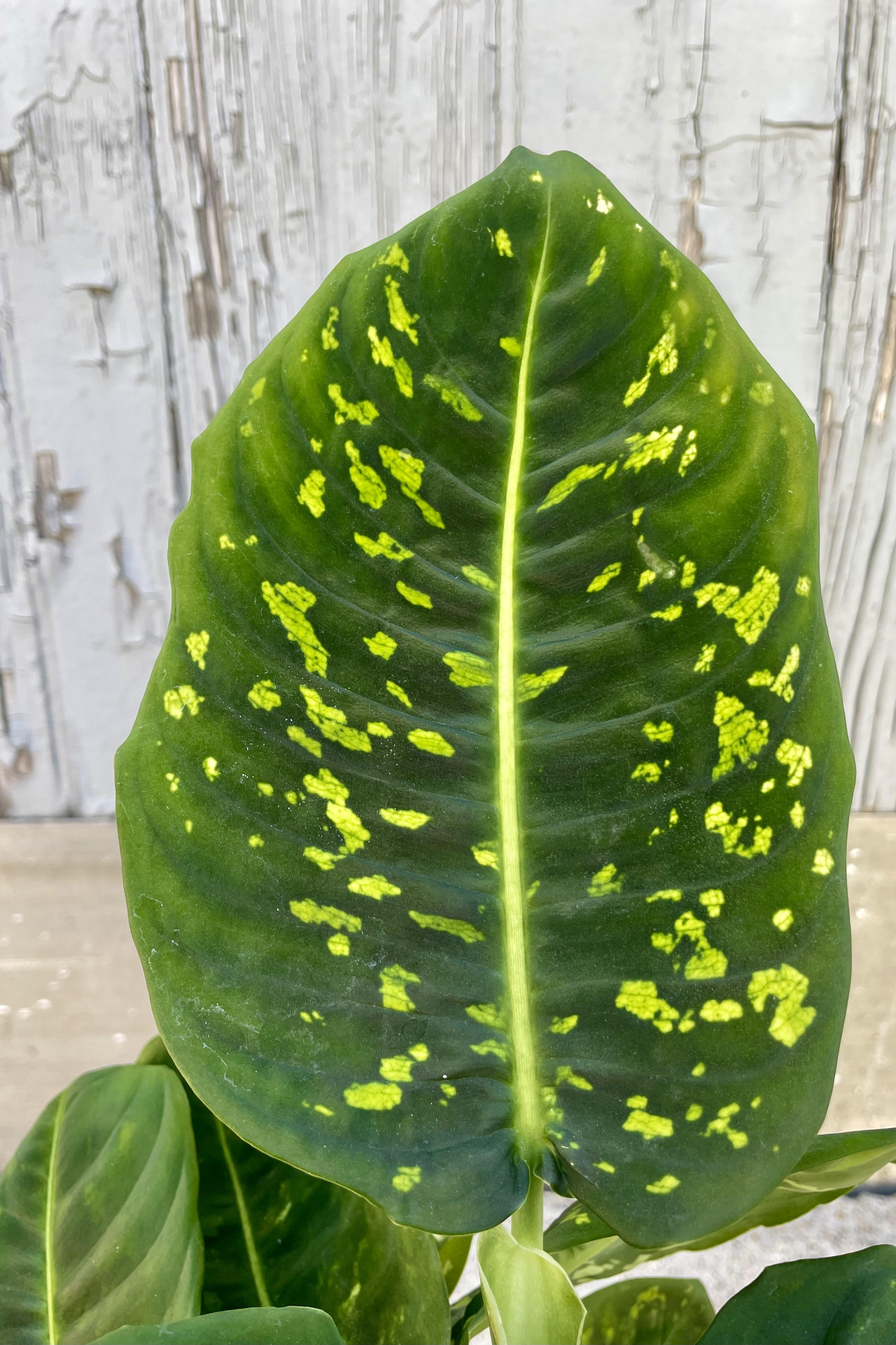 Dieffenbachia 'Reflector' 6