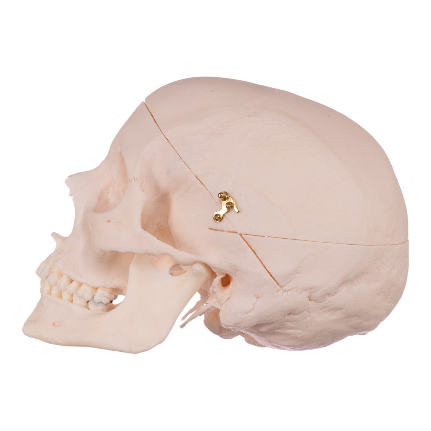 Premium Anatomical Human Skull Model - Medical Grade, Life-Sized for Accurate Study | Perfect for Medical Students, Doctors & Halloween Decor