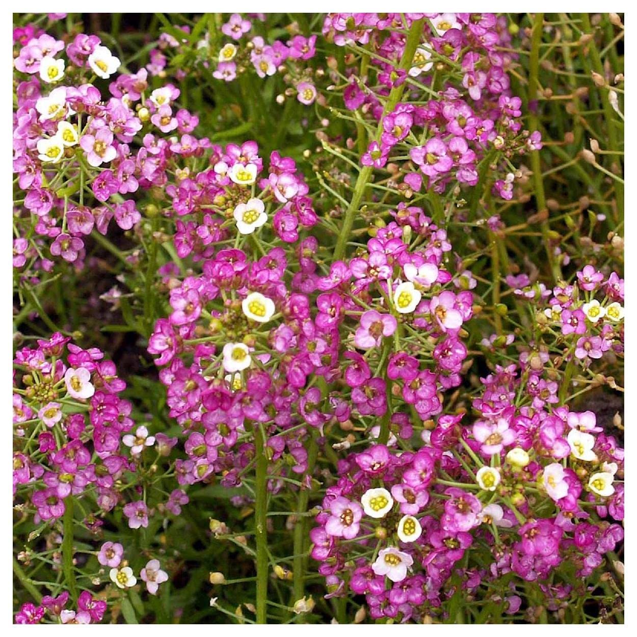2000 Dwarf Pink Sweet Alyssum Wildflower Seeds - Everwilde Farms Gold Vault Jumbo Seed Packet for Garden Borders, Rock Gardens & Container Planting