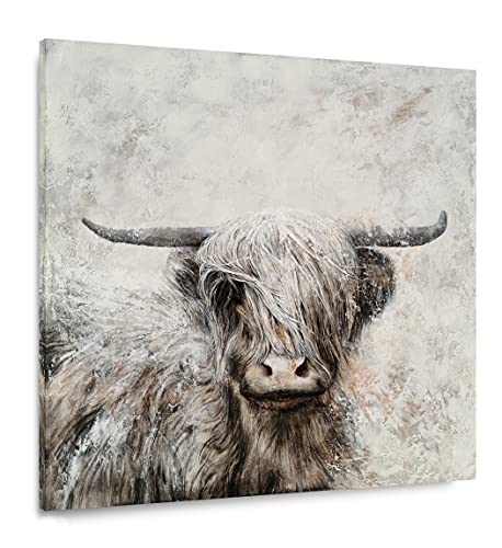Highland Cow