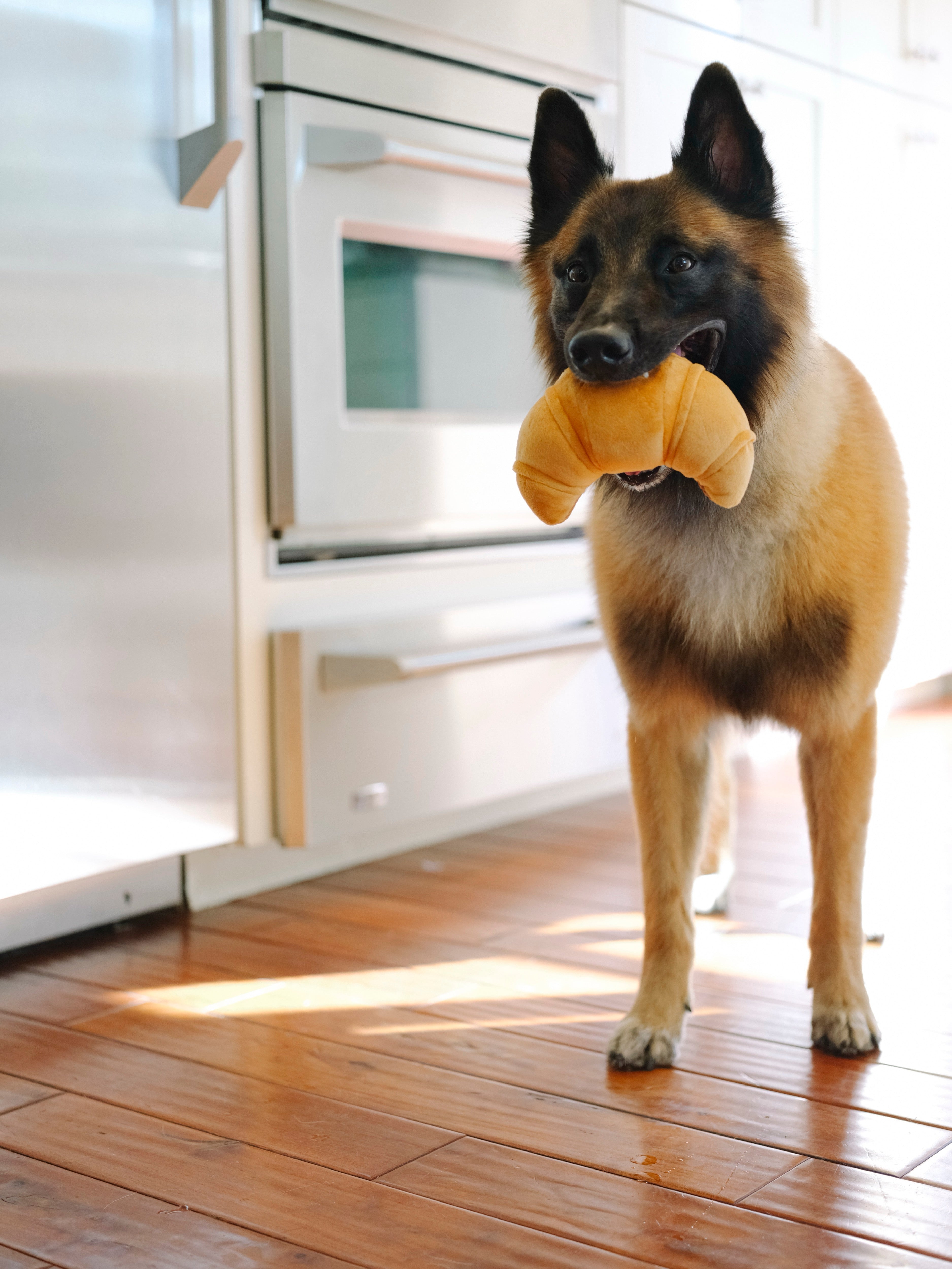 Croissant Plush Dog Toy - Barking Brunch™ Collection by Pet P.L.A.Y. | Soft & Durable Chew Toy for Small & Medium Dogs | Perfect for Playtime, Training & Cuddling