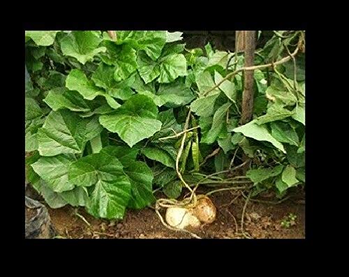 Jicama Mexican Yam Bean Seeds (Pachyrhizus Erosus) - Sweet & Crunchy, Bulk Pack of 20 - Non-GMO, High Germination Rate for Home Gardening, Snacking & Mexican Cuisine