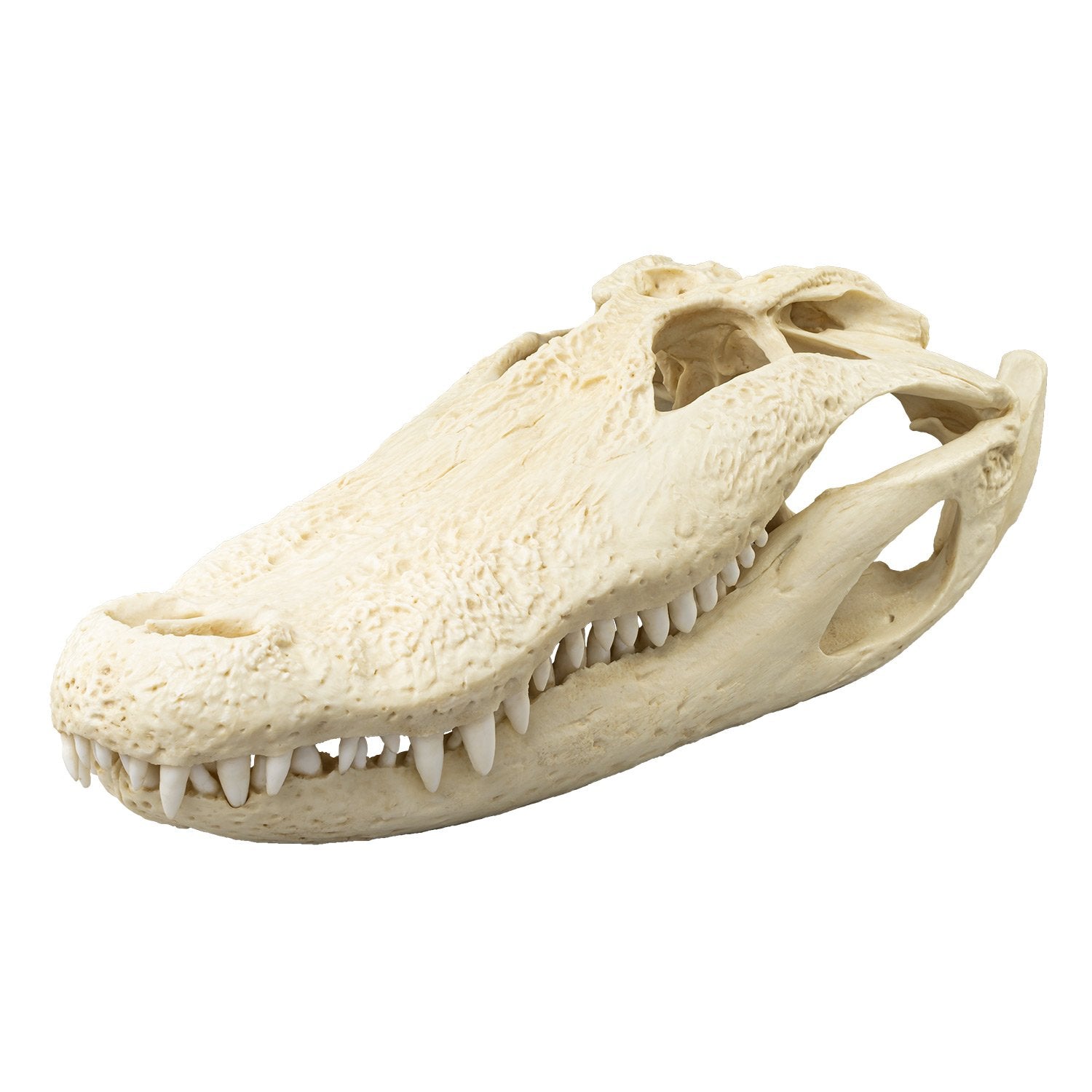 Authentic Replica American Alligator Skull - 20 Inch Lifesize Decoration for Home, Office, or Educational Display | Halloween, Taxidermy, and Science Classroom Decor