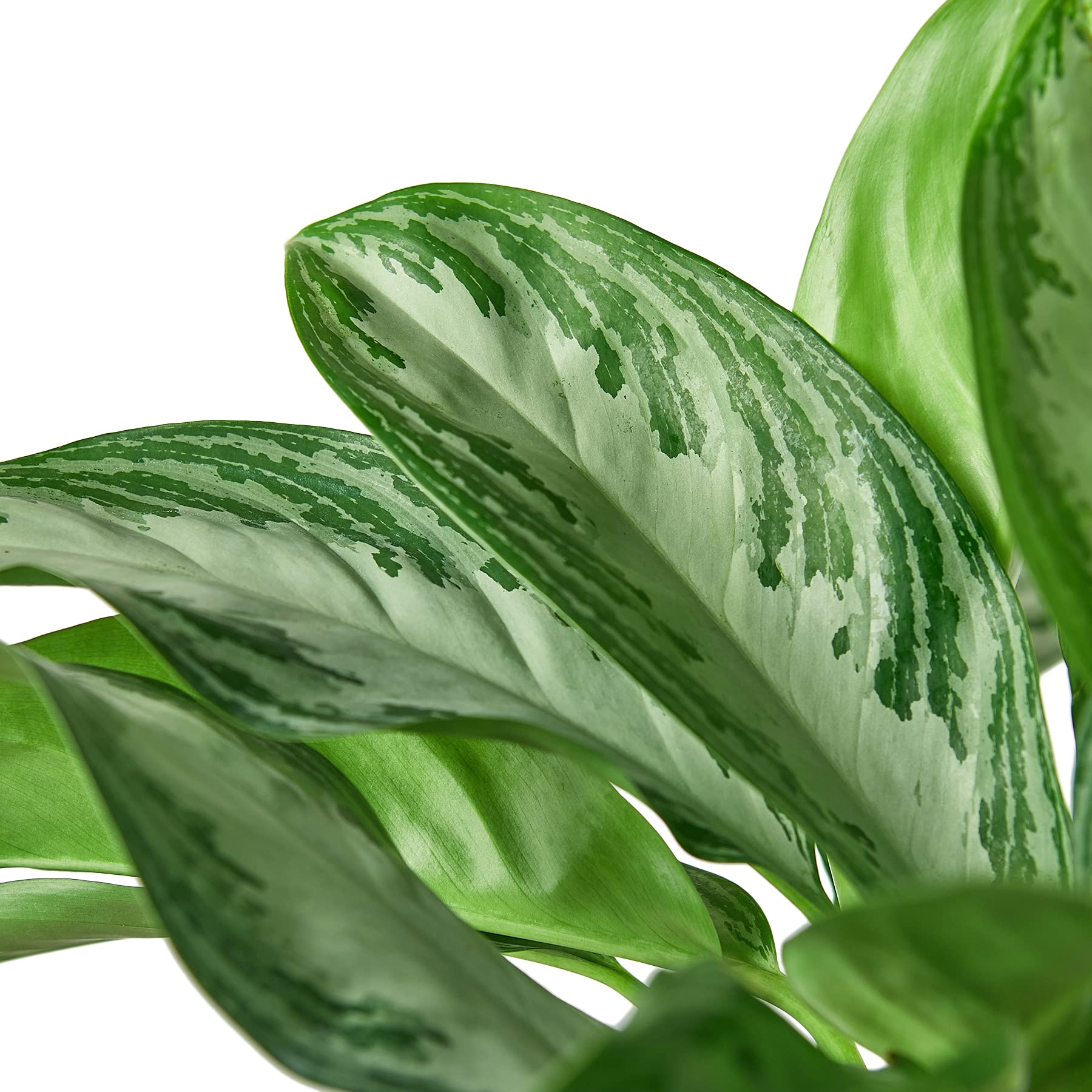 Chinese Evergreen 'Silver Bay' Live Indoor Plant - 6