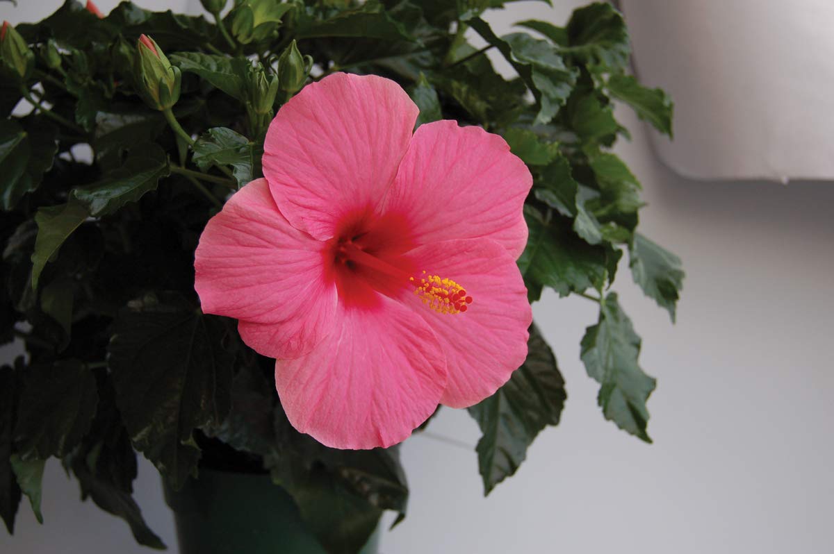 Yoder Dwarf Pink Cayman Wind Hibiscus Plant - Live Tropical Flower Bush 22-26