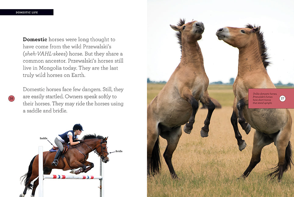 9781640262324 Horse Care Guide - Essential Tips for Grooming, Feeding & Training | Perfect for Equestrian Enthusiasts & Stable Owners