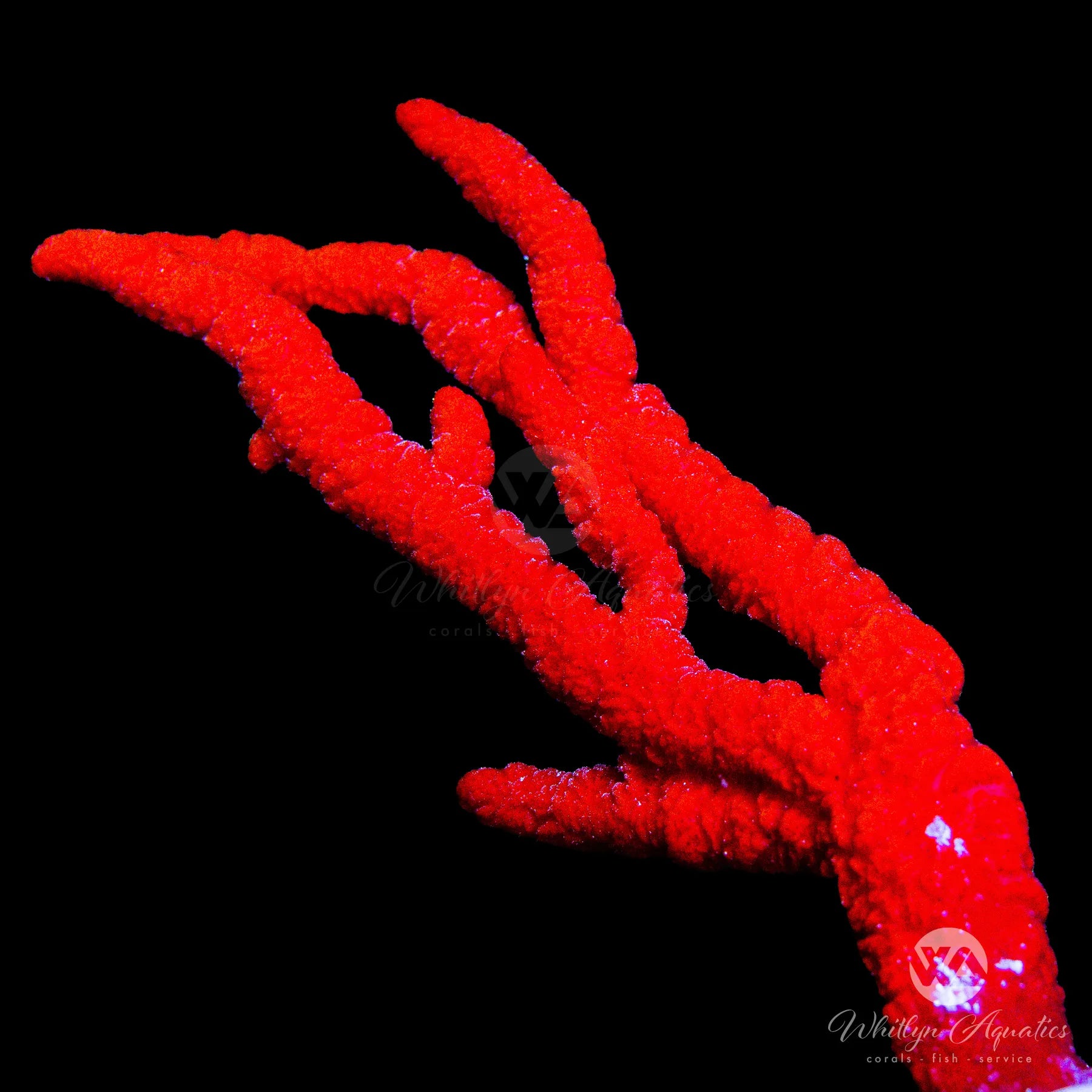 Premium Red Tree Sponge (Amphimedon Compressa) - Natural Marine Aquarium Filter for Saltwater Tanks & Coral Reef Ecosystems | Perfect for Reef Keepers & Aquatic Enthusiasts