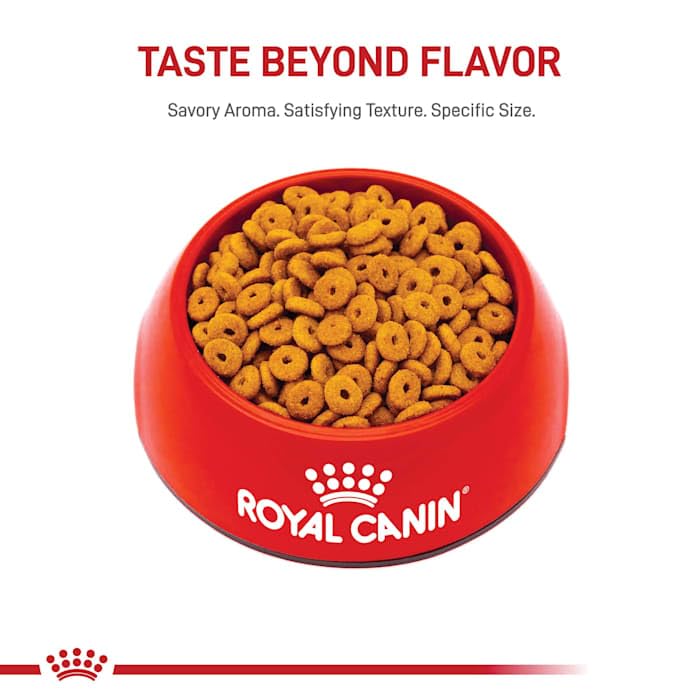Royal Canin Appetite Control Spayed/Neutered Dry Cat Food for Adult Cats - 6 lb Bag - Weight Management Kibble for Indoor Cats with Reduced Activity