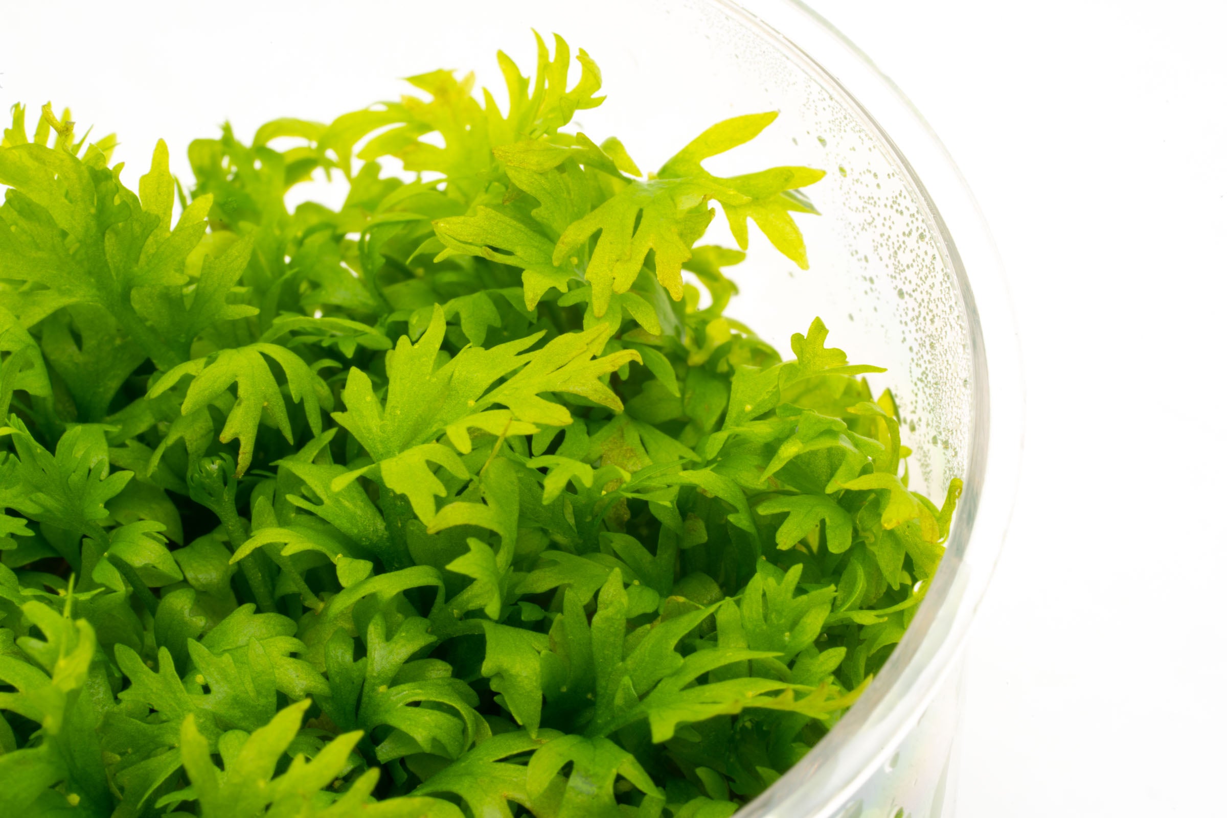 Ceratopteris Thalictroides - Water Sprite Fern for Aquariums | Fast Growing Aquatic Plant for Fish Tanks & Ponds | Perfect for Natural Aquascaping and Oxygenation
