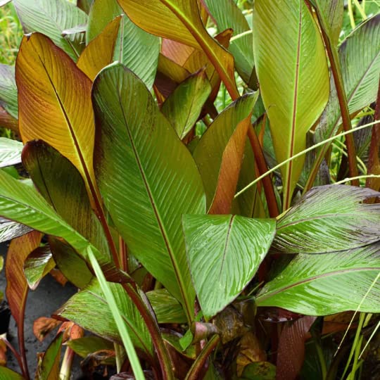 Red Abyssinian Banana Tree (Ensete maurelii) - 4 Inch Potted Tropical Plant - Cold Sensitive - Perfect for Indoor Decor & Outdoor Landscaping
