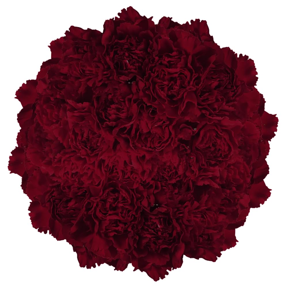 400 Fresh Burgundy Carnations Bouquet - Premium Wedding, Birthday, Anniversary & Bridal Shower Flowers - Home Decor & Gift Delivery - Perfect for Romantic Occasions & Special Events